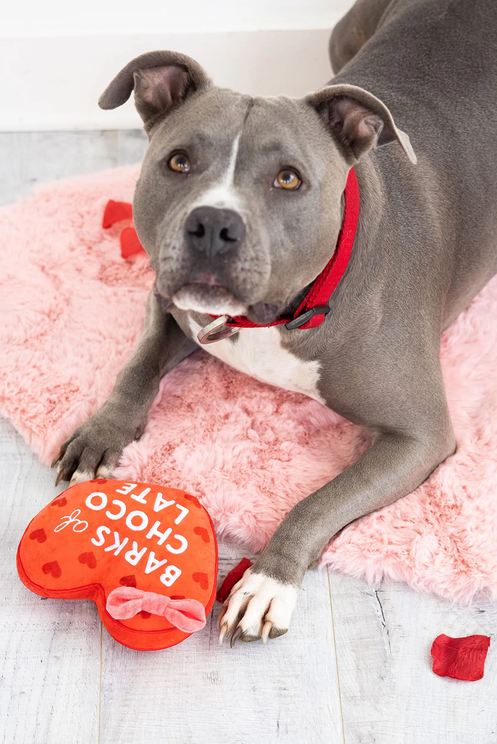 Pearhead Giocattolo di peluche per cani di San Valentino, scatola di cioccolato farcito giocattolo per animali domestici, giocattolo increspato e cigolante, regali di San Valentino, cortecce di - immagine 2