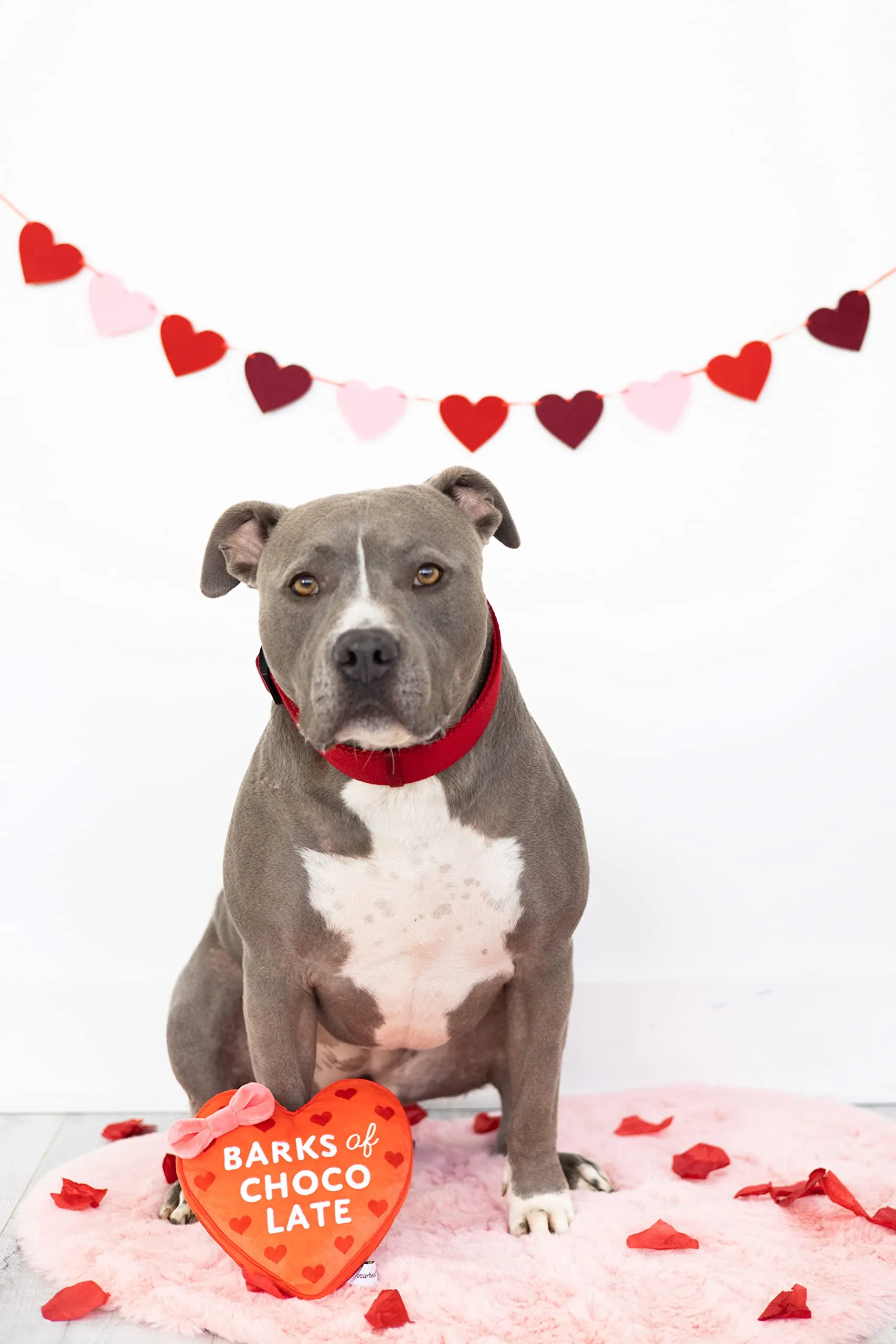 Pearhead Giocattolo di peluche per cani di San Valentino, scatola di cioccolato farcito giocattolo per animali domestici, giocattolo increspato e cigolante, regali di San Valentino, cortecce di - immagine 3