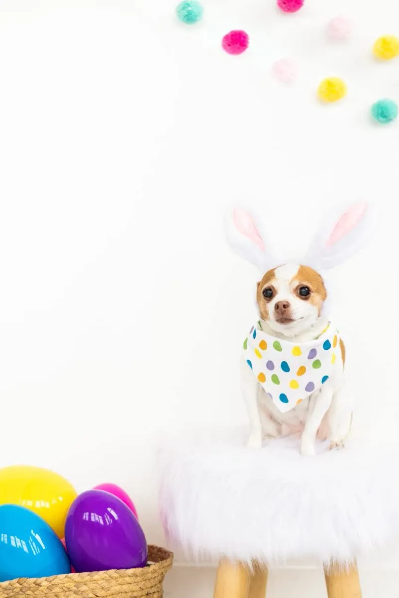 Pearhead Jelly Beans, bandana per animali domestici, bandana per cani con caramelle pasquali, abbigliamento per cani, accessorio per animali domestici, S/M - immagine 2