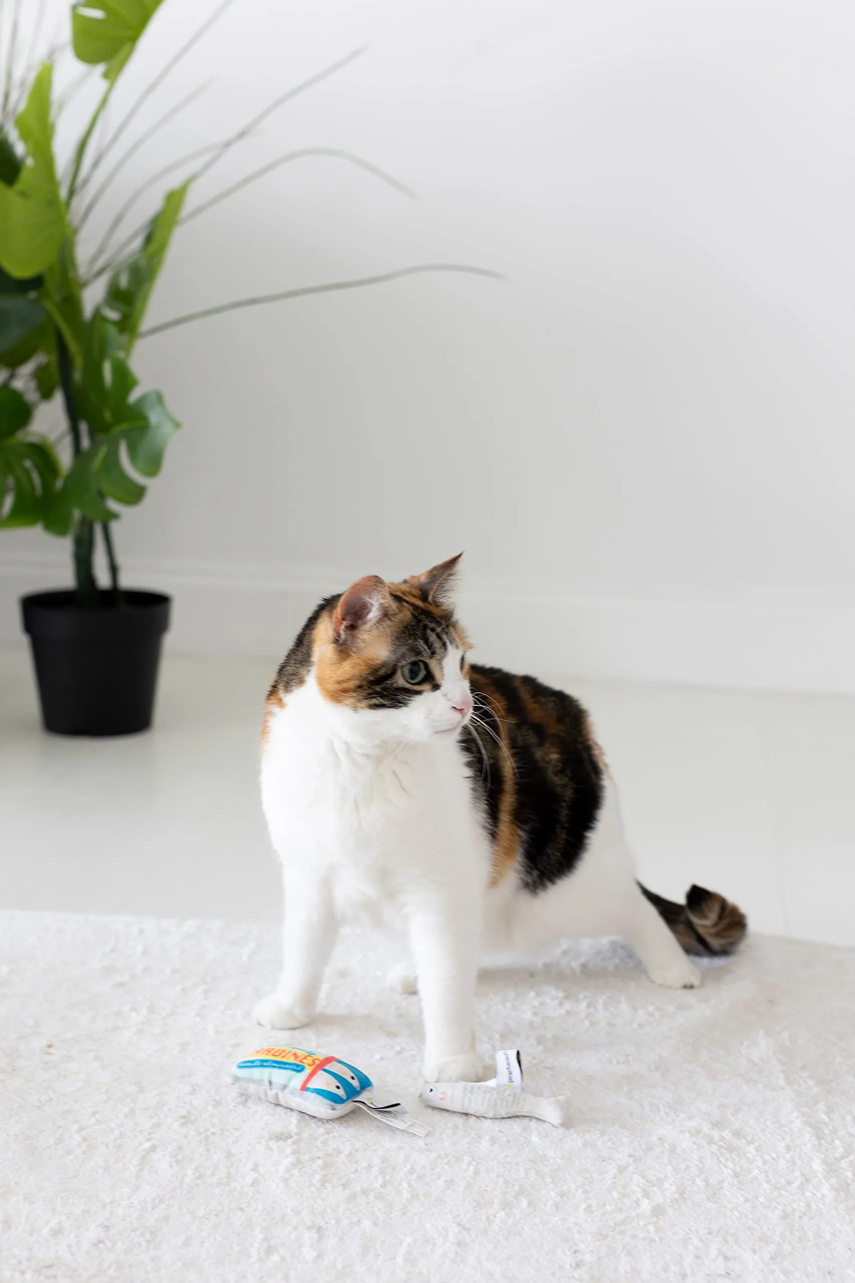 Pearhead Giocattoli per animali domestici, giocattoli sonori per cani e giocattoli per gatti, proprietari di cani e proprietari di gatti, set di giocattoli per animali domestici, accessori - immagine 3
