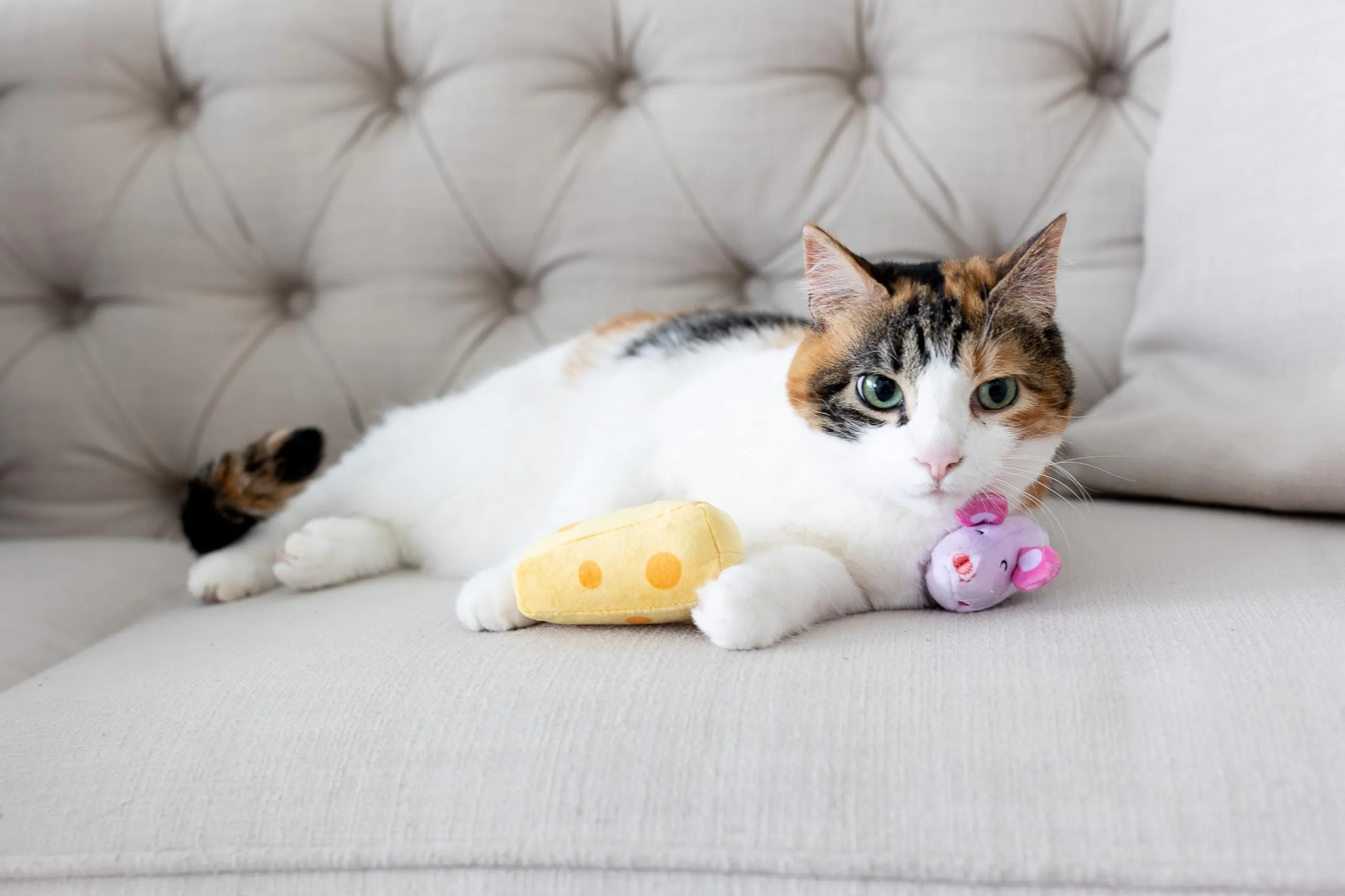 Pearhead Giocattolo per animali domestici, giocattolo squittio per cani e gatti, proprietari di cani e gatti, set di giocattoli per animali domestici, accessorio indispensabile per i proprietari di - immagine 2