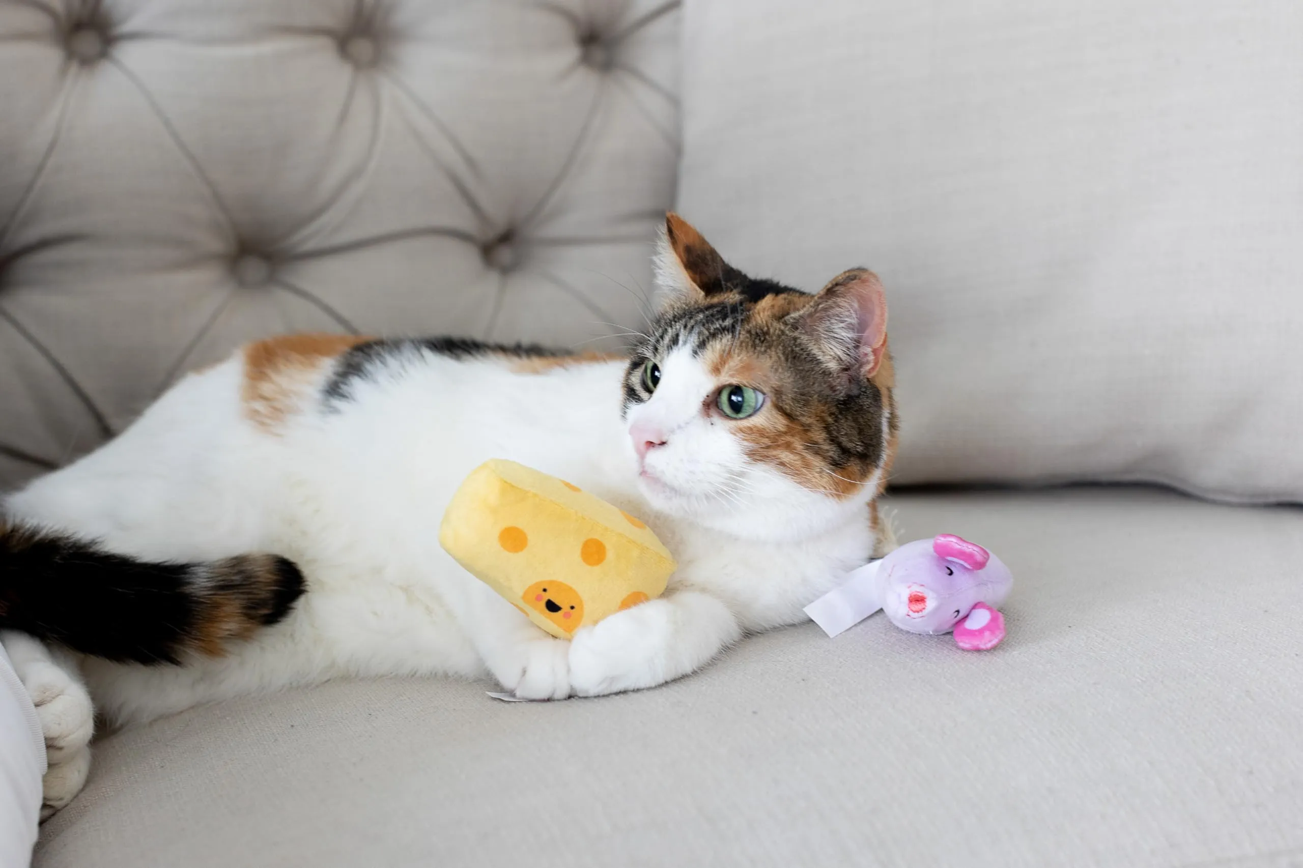 Pearhead Giocattolo per animali domestici, giocattolo squittio per cani e gatti, proprietari di cani e gatti, set di giocattoli per animali domestici, accessorio indispensabile per i proprietari di - immagine 3