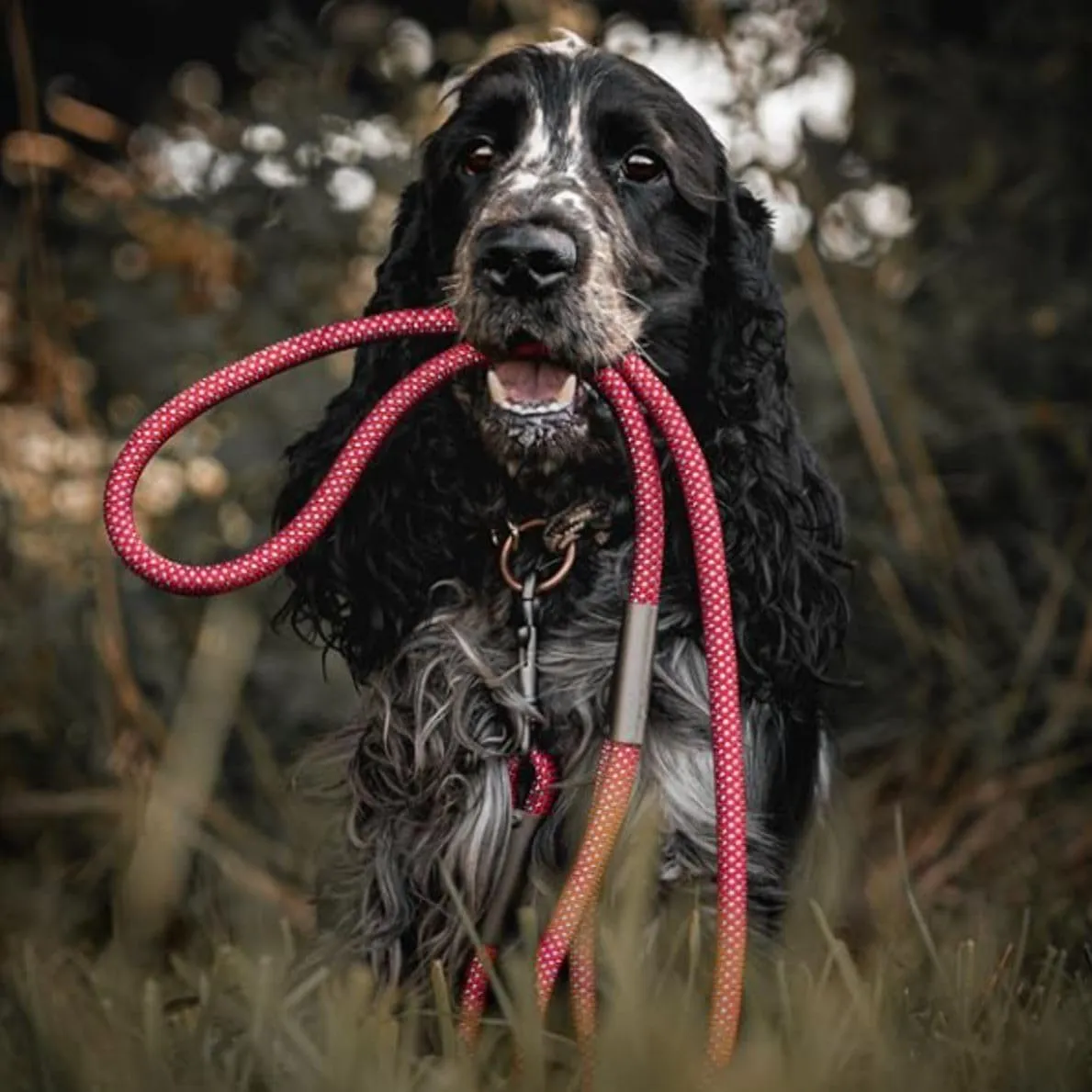 Ganzoo corda PPM da 5 m verde chiaro, spessore 10 mm, tau intrecciato polipropilene multifilem, per guinzaglio e collare per cani, capezza cavallo, per annodare e intrecciare, finiture e takel, 205 g - immagine 4