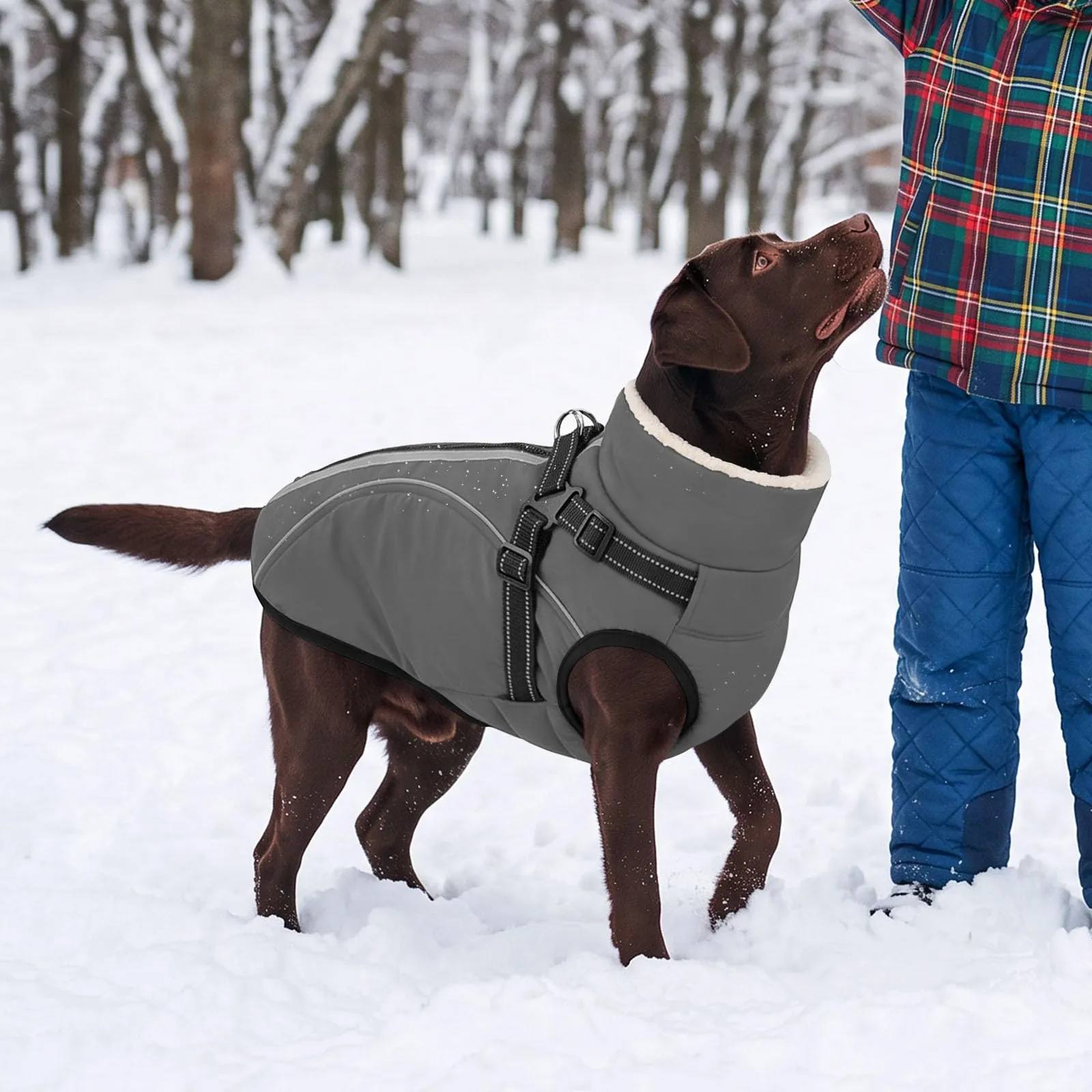 CITÉTOILE Cappotto Invernale per Cani Impermeabile Giacca Calda Grigio S - immagine 7