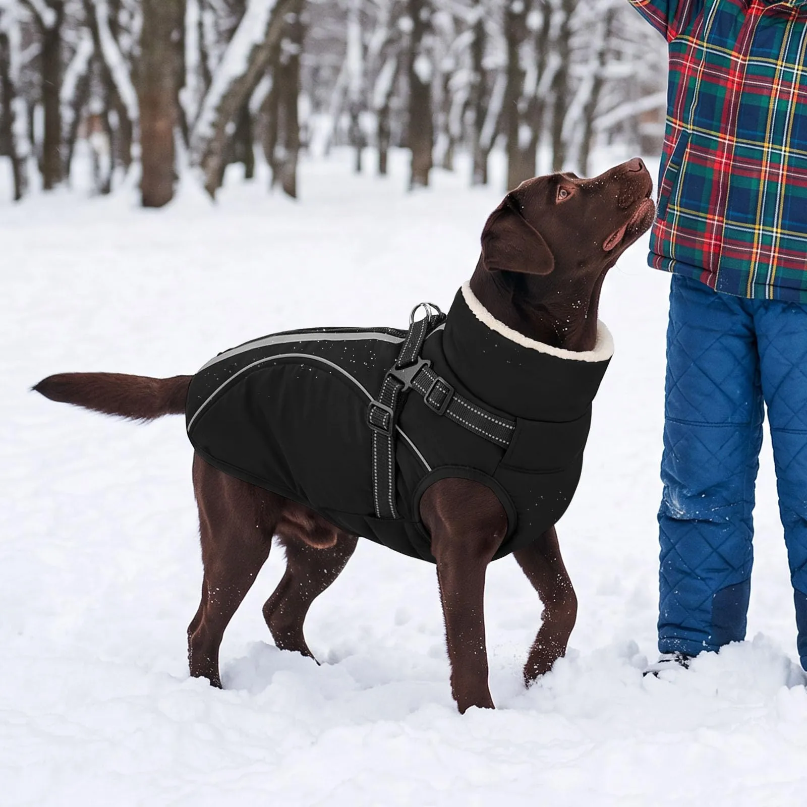 CITÉTOILE Cappotto Invernale per Cani Impermeabile Giacca Calda Nero S - immagine 7
