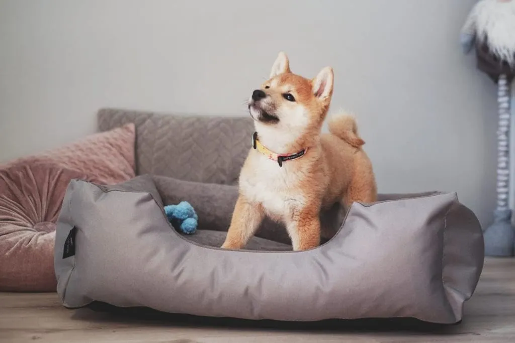 BedDog Cuccia per cani L - Cuscino - Divano - Copertina Rimovibile e Lavabile, Cani Medio-Piccola - immagine 7