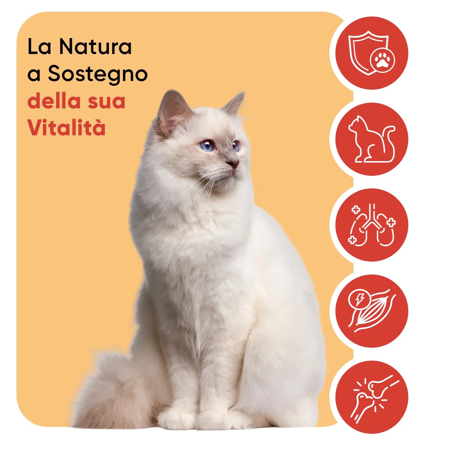 Lisina Gatto in Polvere, Difese Immunitarie Gatto e Vie Respiratorie, 250g, Misurino Incluso, Lisina Integratore (Cloridrato), Magnesio Citrato, Vitamina B6, Senza Glutine né Lattosio, Prodotto in UE - immagine 3