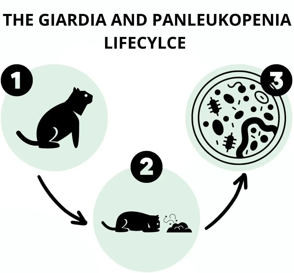 2X AccuDoctor Test Rapido Gatto FPV Panleucopenia Felina + Giardia Lamblia – Kit da Feci per Gatti, Test Rapidi per Giardiasi e Panleucopenia, Esame Feci Gatto, Diagnosi Malattie Intestinali 2 Test - immagine 3