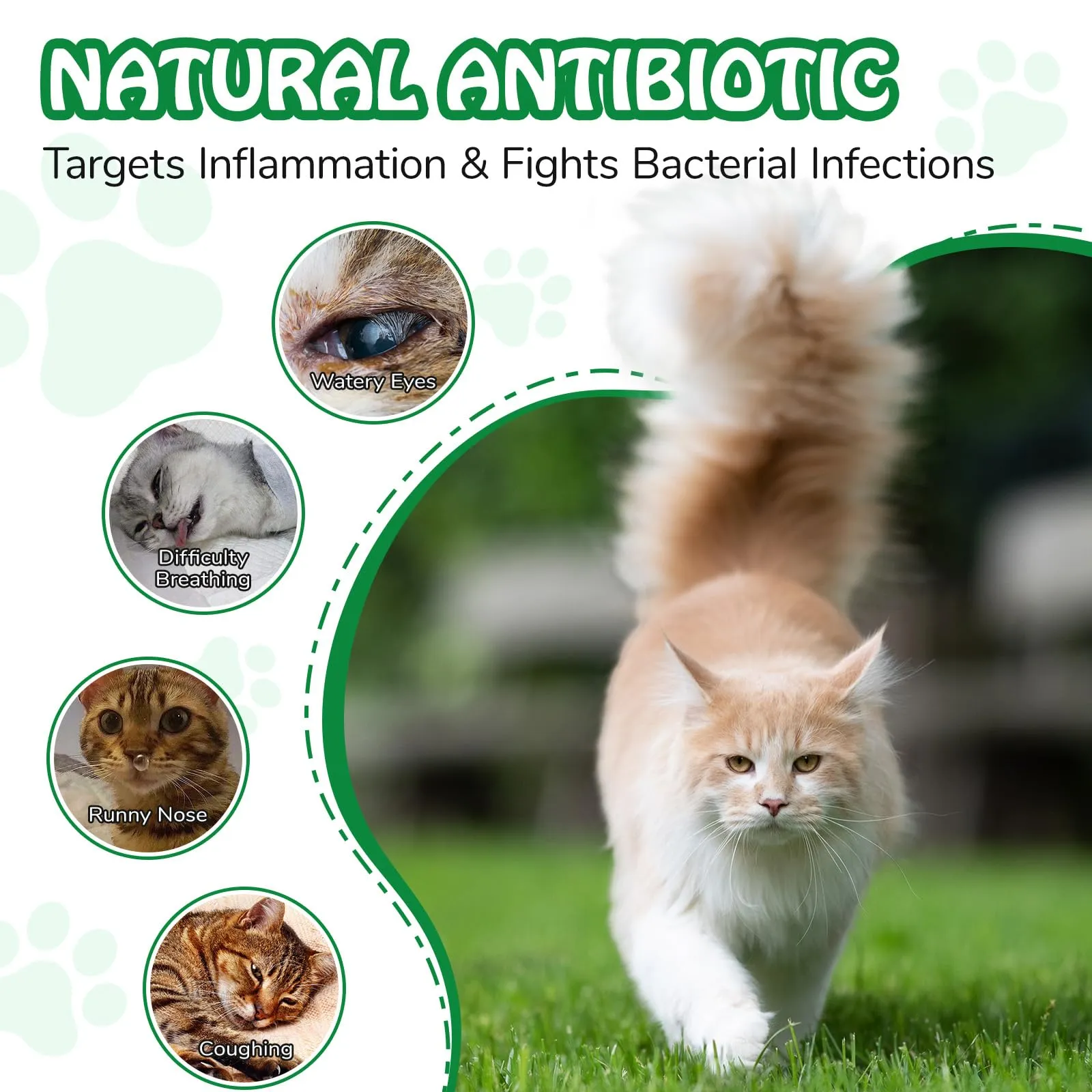 Antibiotici Naturali per Gatti - Trattamento Infezioni Cutanee, Respiratorie e Urinarie，Antibiotici per gatti，Sollievo per la pelle pruriginosa del，Sollievo per le allergie del - 120ml (2Pcs) - immagine 4