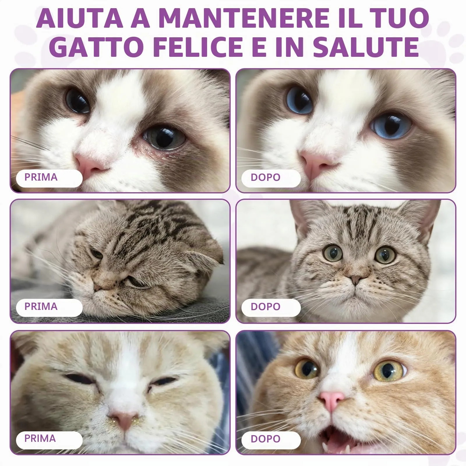 L-Lisina per Gatti - Integratore Liquido di L-Lisina per Gatti e Gattini 60ml, Supporto Immunitario e Benessere Respiratorio, Gusto Pollo - immagine 5