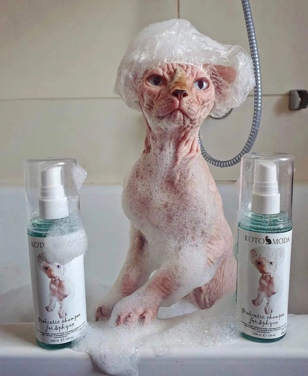 Kotomoda Shampoo Probiotico per Gatti Sphynx, Detergente delicato non profumato per razze nude e a pelo corto, Formula a pH bilanciato idratante per pelle sensibile, 250 ml / 8,45 fl oz - immagine 4