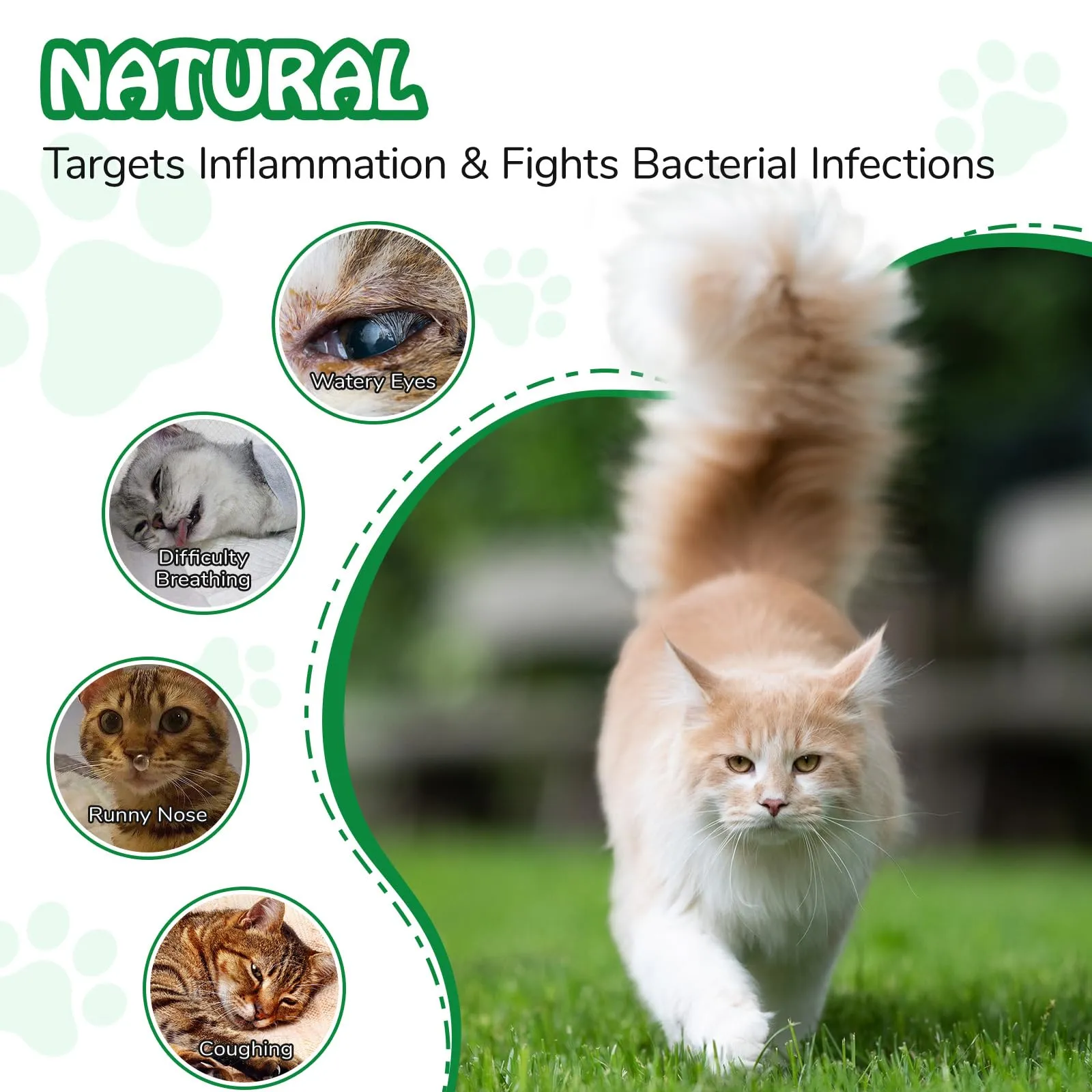 Antibiotici Naturali per Gatti - Trattamento Infezioni Cutanee, Respiratorie e Urinarie,Antibiotici per gatti,Sollievo per la pelle pruriginosa del,Sollievo per le allergie del - 60ml - immagine 4