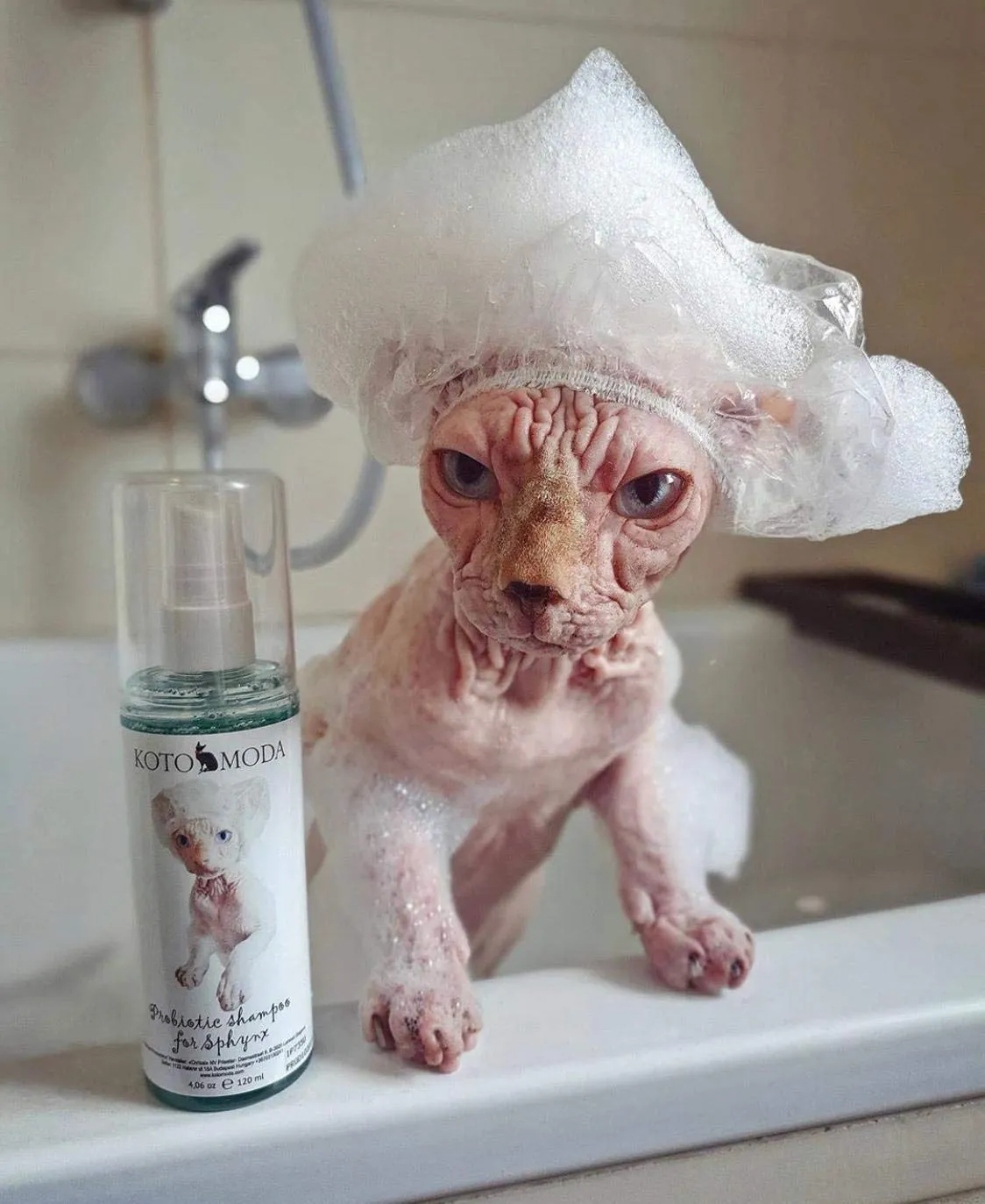 Kotomoda Shampoo Probiotico per Gatti Sphynx, Detergente delicato non profumato per razze nude e a pelo corto, Formula a pH bilanciato idratante per pelle sensibile, 120 ml / 4,06 fl oz - immagine 6