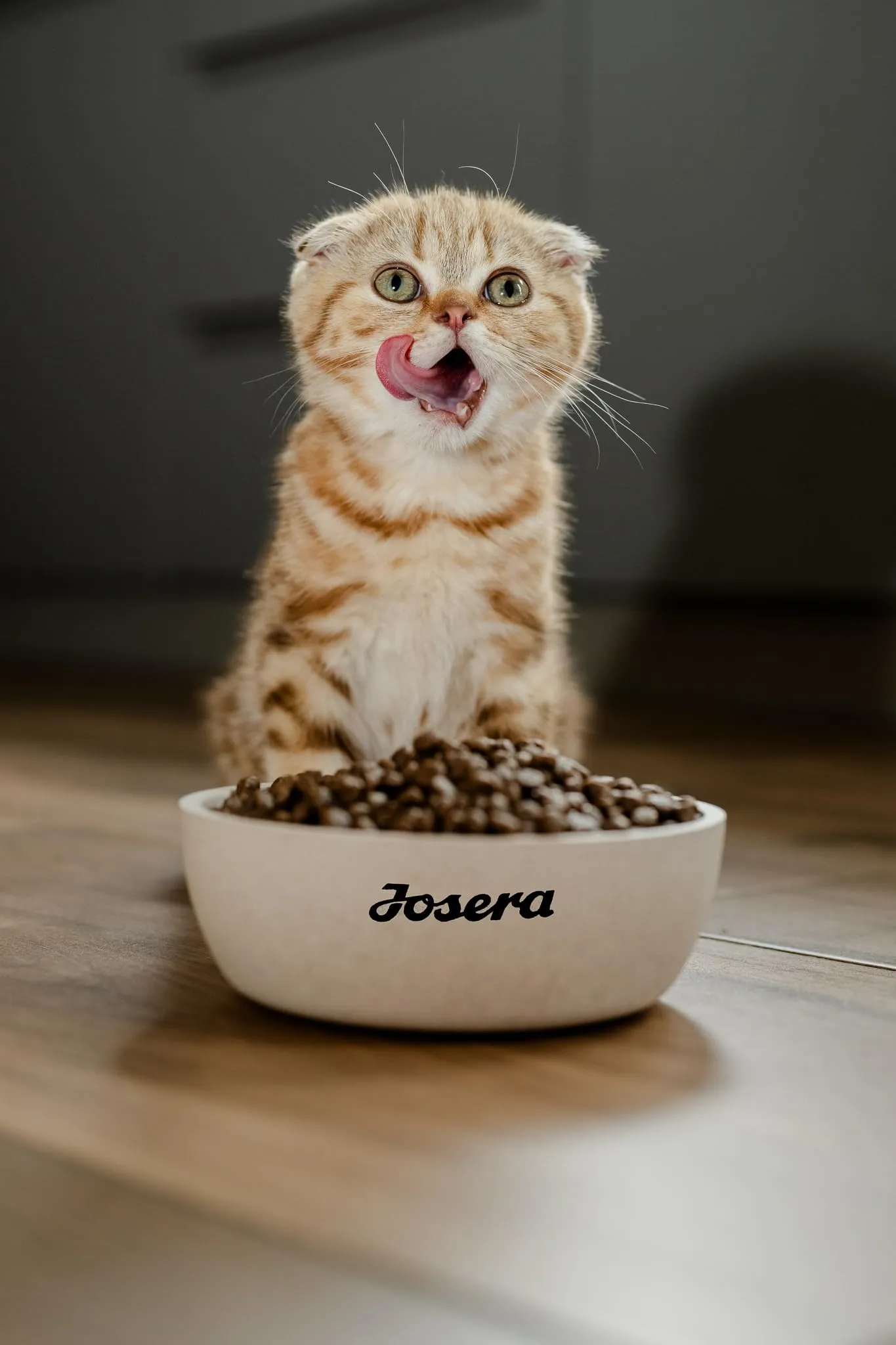 JosiCat Sterilised Classic (1 x 10 kg). cibo secco premium per gatti adulti e gatti. alimentato da JOSERA. confezione da 1 pezzo - immagine 8