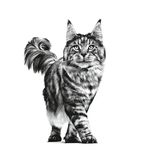 Royal Canin Veterinary Pill Assist CAT | 45 g | Alimento complementare per gatti | Gustose crocchette modellabili per facilitare la somministrazione dei farmaci. - immagine 4