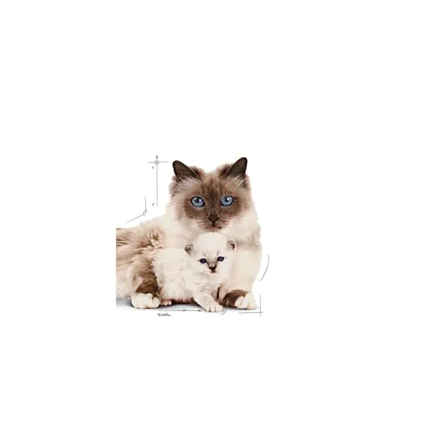 Royal Canin Mother & Babycat Mousse | 12 x 195 g | Alimento completo per gatti | Specifico per gatte madri e i loro cuccioli | Per sostenere le difese dell'organismo - immagine 4