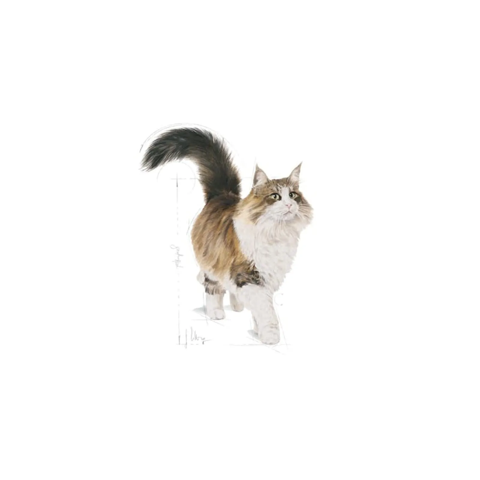 Feline Sterilised | Umido per gatti adulti | 2 x 12 x 85 g - immagine 6