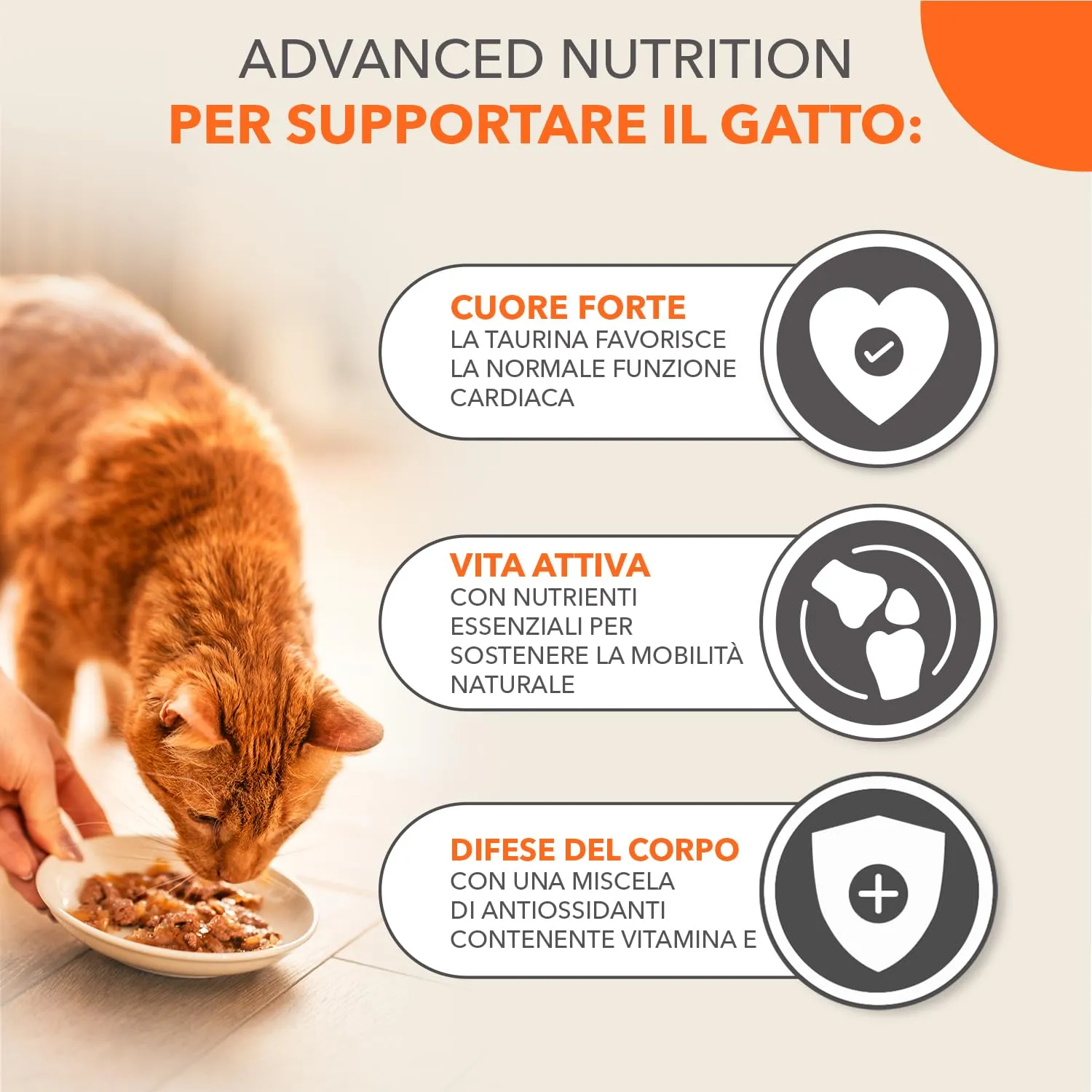 IAMS Senior Land Collection - Cibo umido per gatti in gelatina, 12 x 85 g - immagine 3
