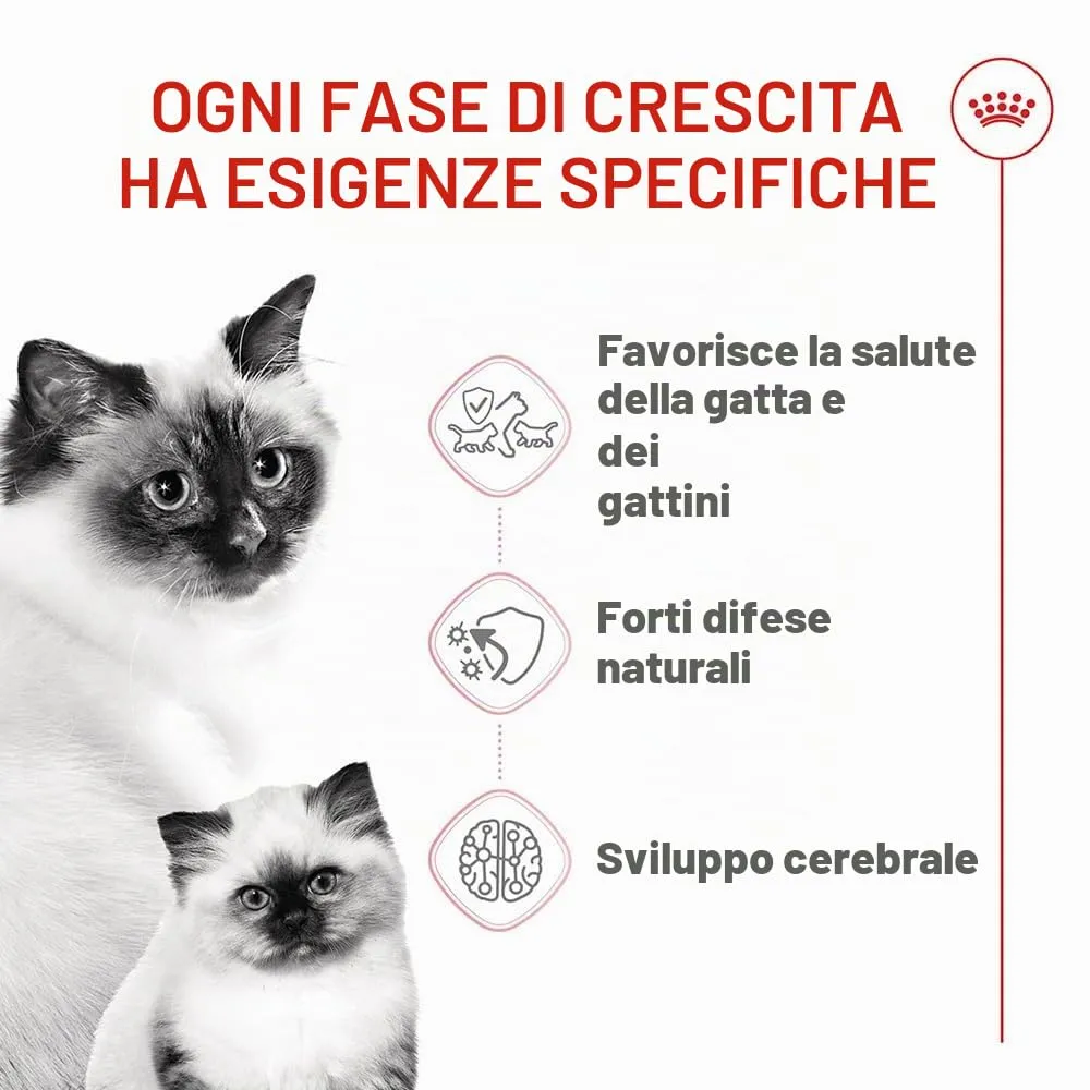 Royal Canin Mother & Babycat | 400 g | Alimento secco per gatti | Specialmente formulato per la mamma gatta e i suoi cuccioli | Per rafforzare le difese immunitarie naturali e lo sviluppo cerebrale - immagine 2