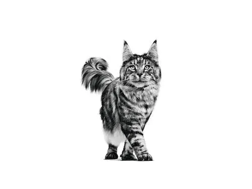 Royal Canin Veterinary Pill Assist CAT | Confezione Doppia | 2 x 45 g | Alimento complementare per gatti | Gustose crocchette per facilitare la somministrazione dei farmaci - immagine 5