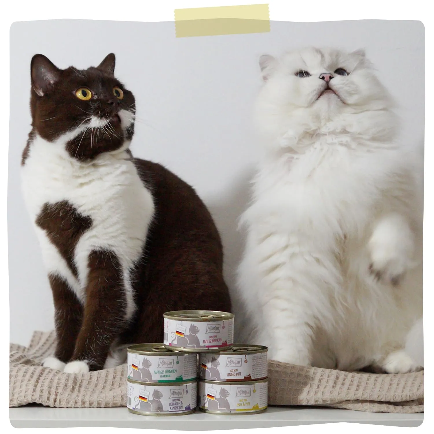 MjAMjAM - Cibo umido premium per gatti - Quetschie - DUO a base di tenera anatra e squisito tacchino con zucca cotta a vapore, confezione da 6 (6 x 300g), senza cereali con carne extra - immagine 6