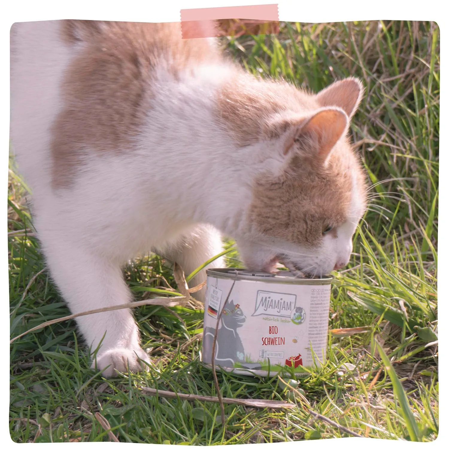 MjAMjAM - Cibo umido premium per gatti - naturalmente delizioso - Maiale BIO, confezione da 6 (6 x 200 g), senza cereali con carne extra - immagine 6