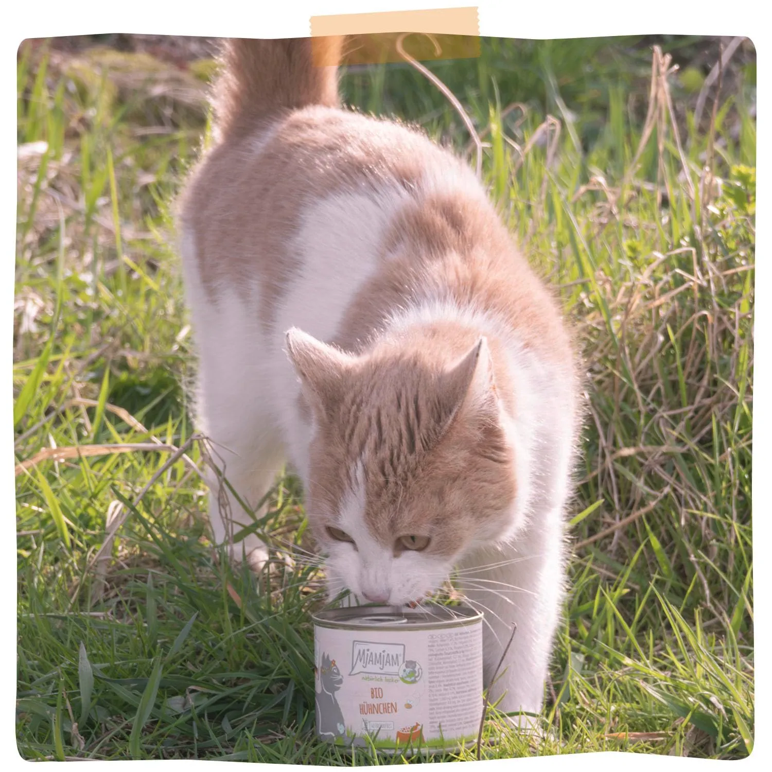 MjAMjAM - Cibo umido premium per gatti - naturalmente delizioso - pollo BIO, confezione da 6 (6 x 400 g), senza cereali con carne extra - immagine 7