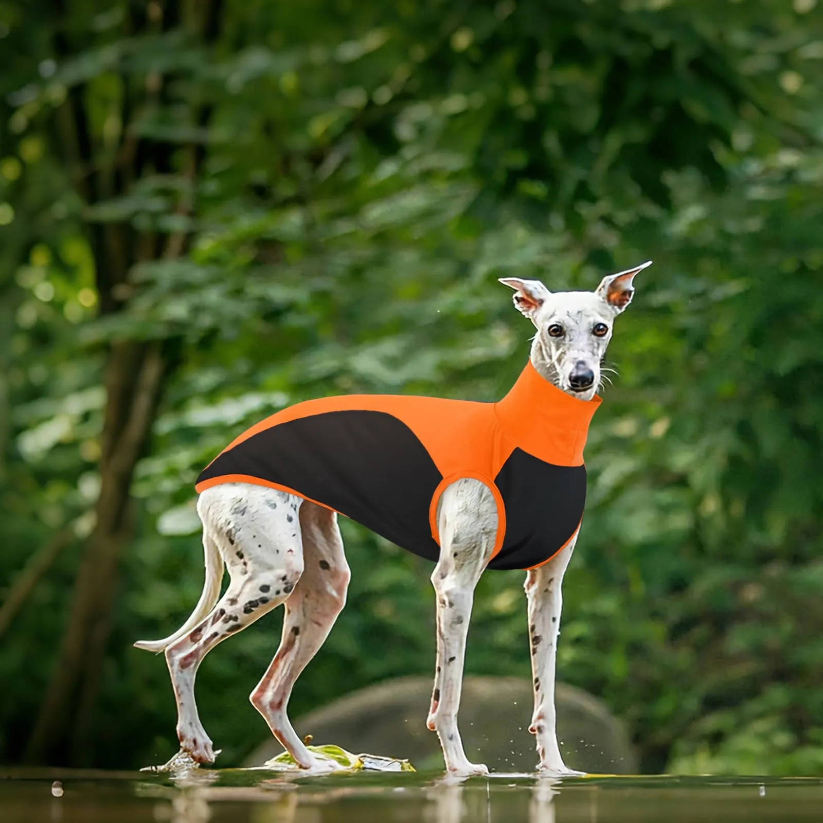 Maglitta Levrieri Italiani, Morbido Felpa Whippet Vestito Whippet Gilet Sottile Abbigliamento per Levrieri Italiani Magliette Parasole(Arancione, S) - immagine 5