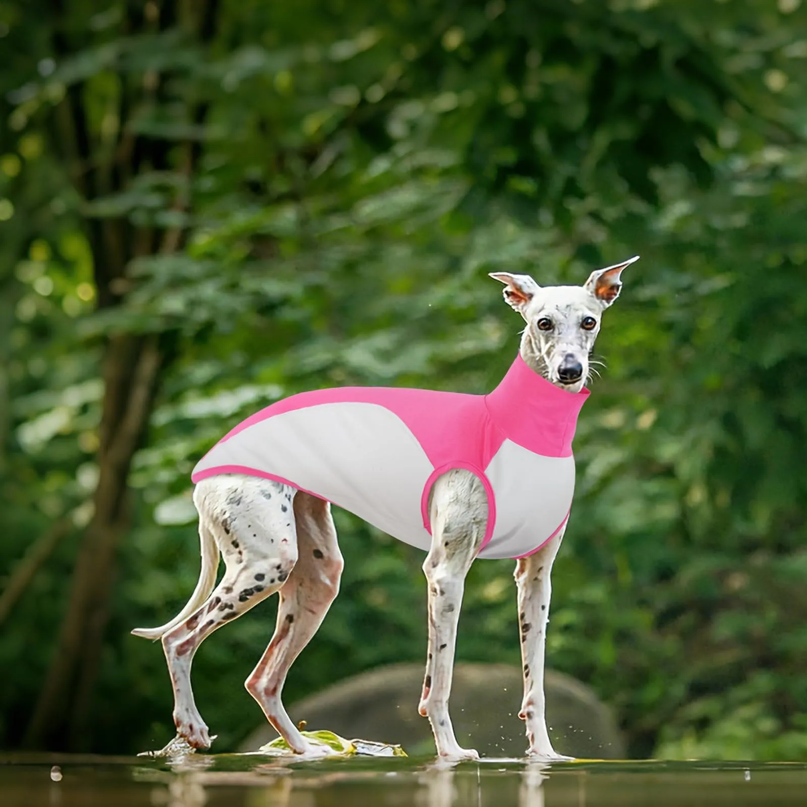 Leggero Maglietta Levrieri, Tuta di Recupero per Coprire Ferite Gilet Cotone Cani per Protezione delle Incisioni dopo L'intervento Chirurgico(Rosa, XL) - immagine 5