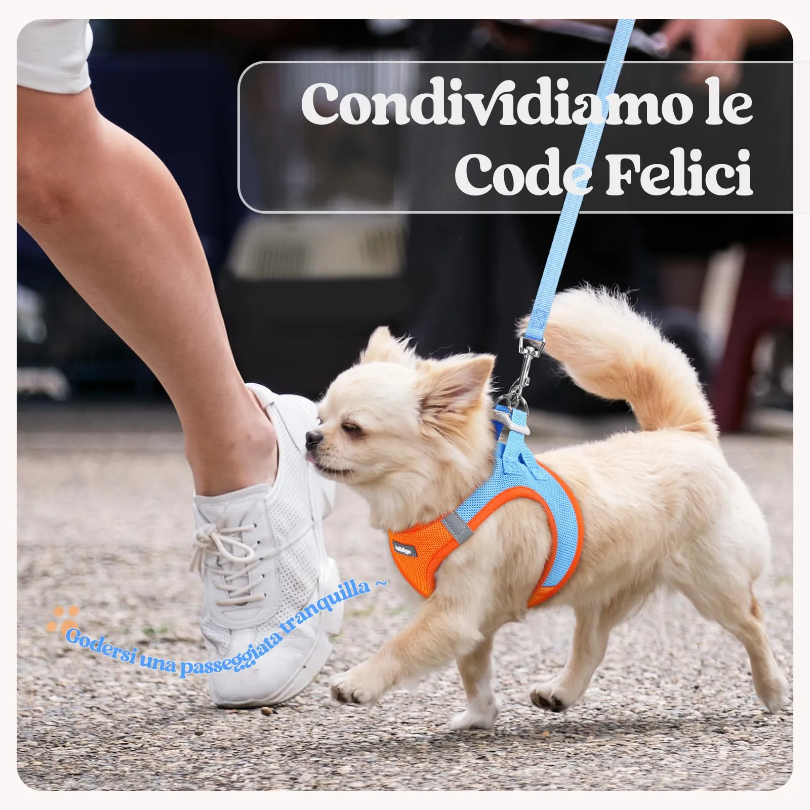 rabbitgoo Pettorina Cane Taglia Piccola con Guinzaglio, Azzuro Arancione L - immagine 9
