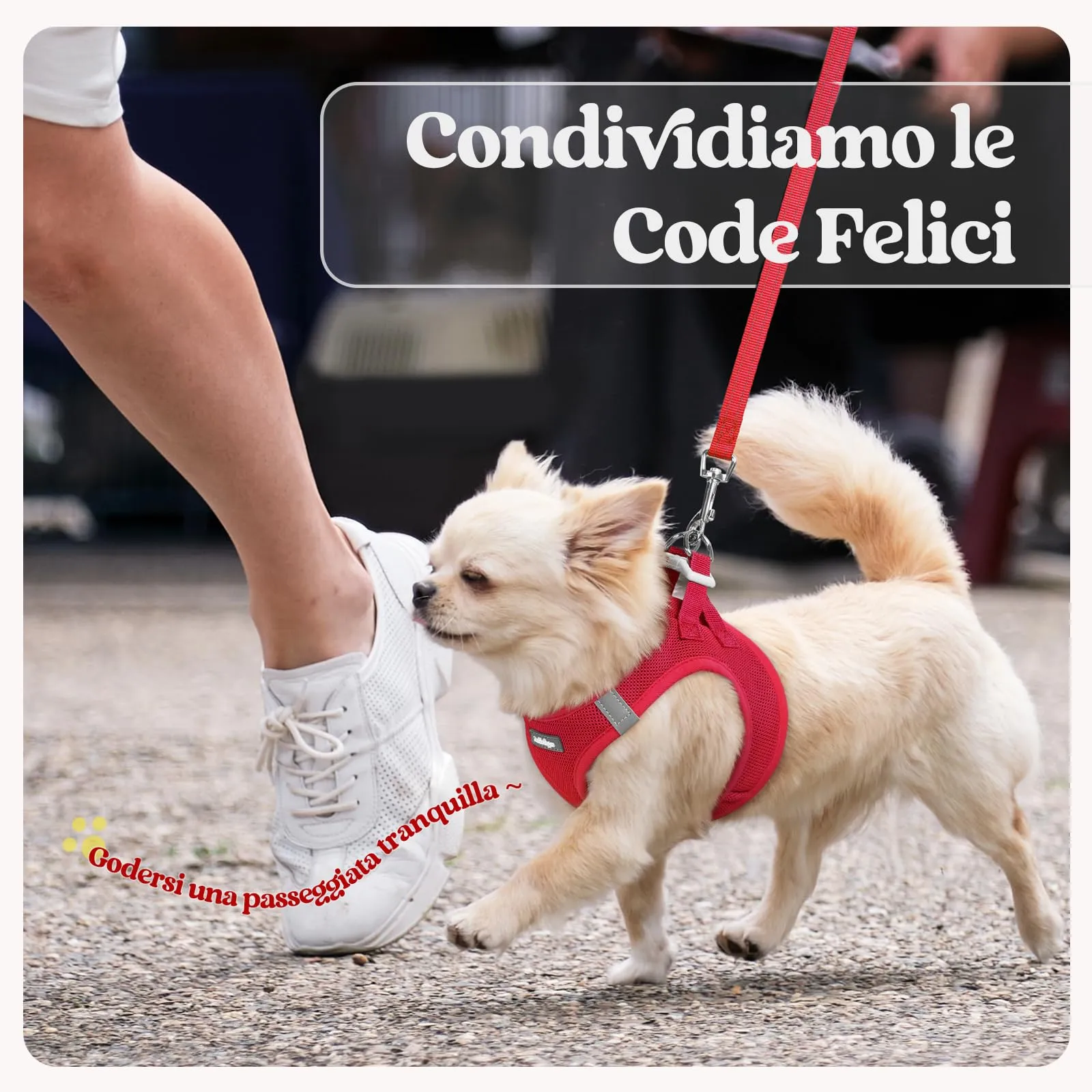 rabbitgoo Pettorina Cane Taglia Piccola con Guinzaglio, Rosso M - immagine 9