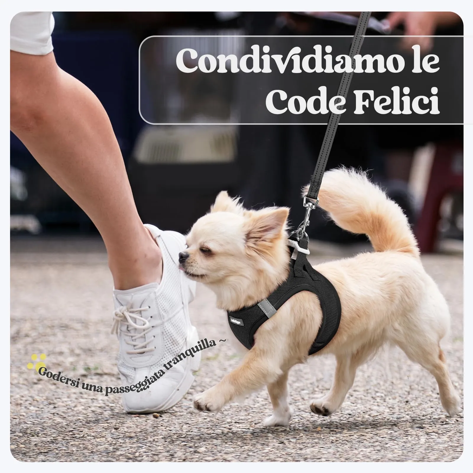 rabbitgoo Pettorina Cane Taglia Piccola con Guinzaglio, Nero L - immagine 9