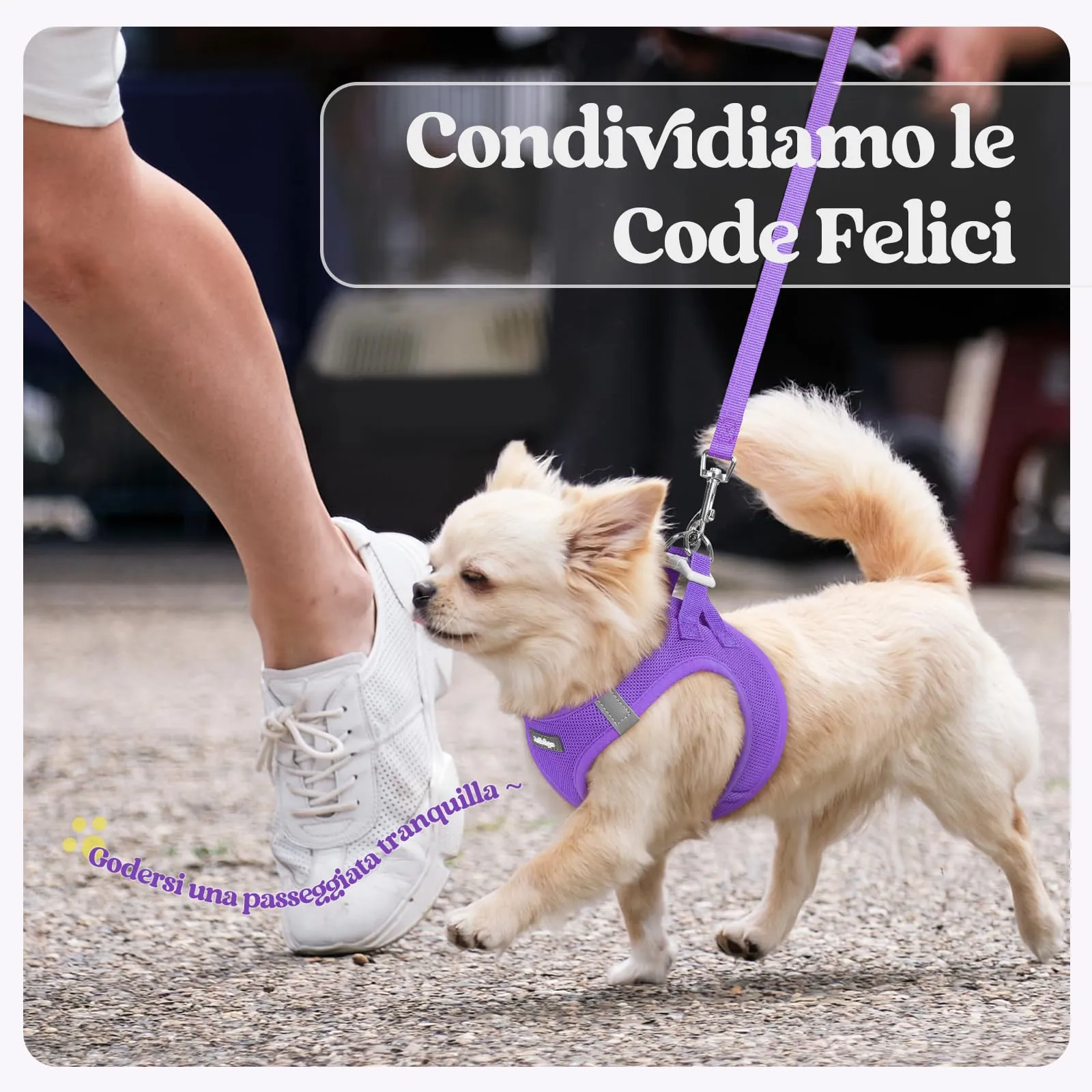 rabbitgoo Pettorina Cane Taglia Piccola con Guinzaglio, Viola M - immagine 9