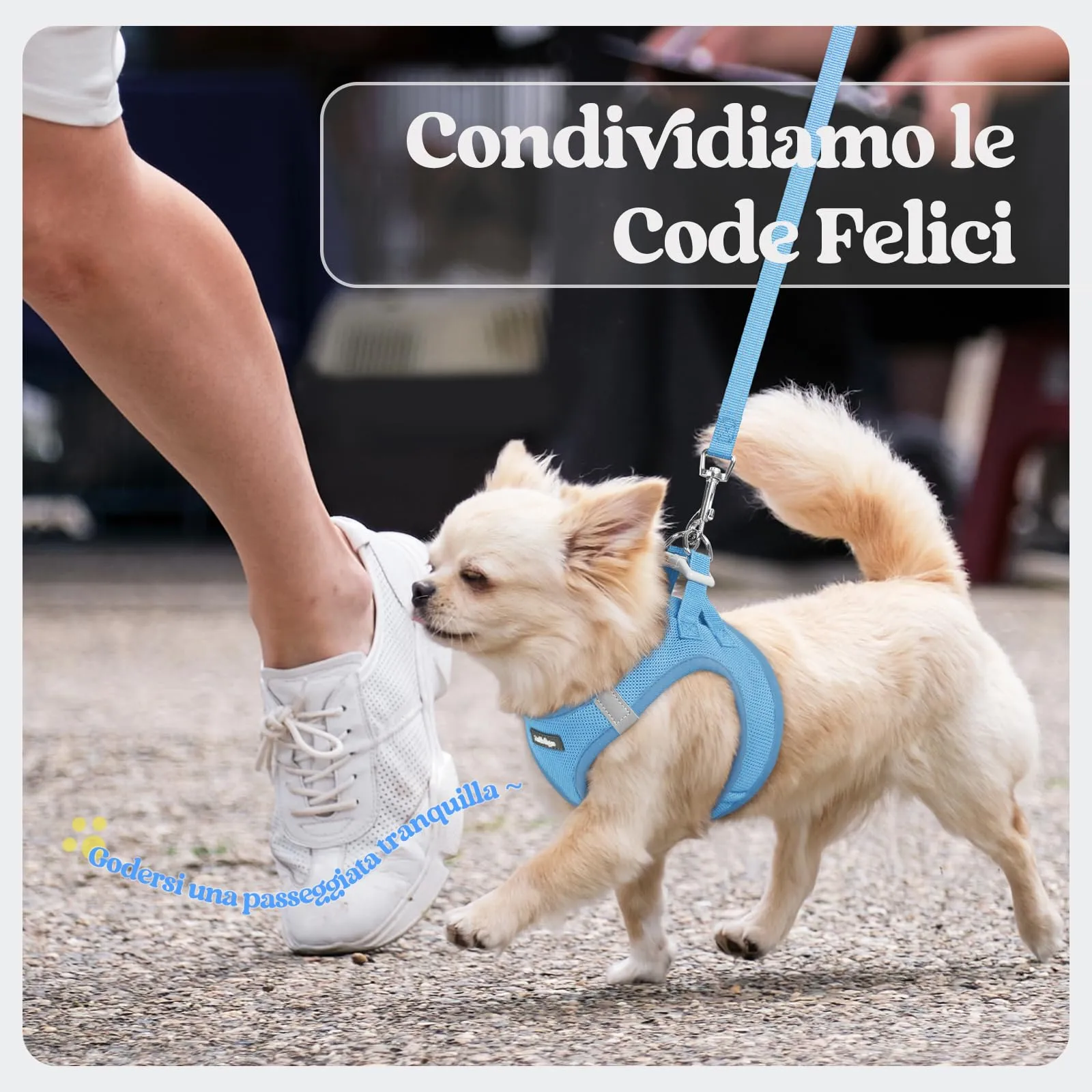 rabbitgoo Pettorina Cane Taglia Piccola con Guinzaglio, Azzuro S - immagine 9