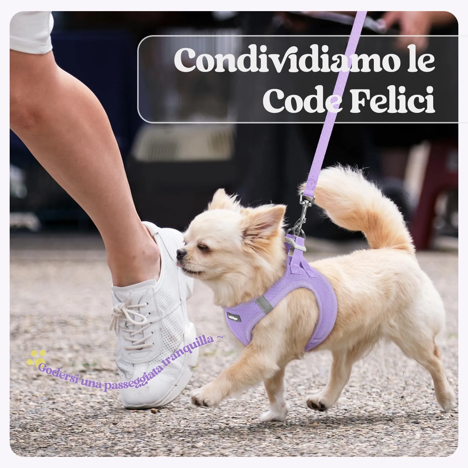 rabbitgoo Pettorina Cane Taglia Piccola con Guinzaglio, Lilla L - immagine 9
