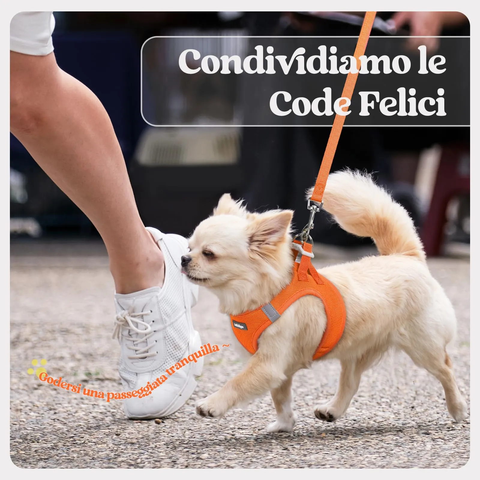 rabbitgoo Pettorina Cane Taglia Piccola con Guinzaglio, Arancione S - immagine 9