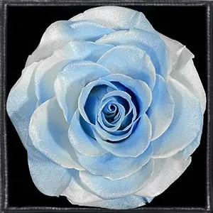 Miofula Rosa Stabilizzata Regalo Donna Compleanno,Rosa Eterna con Collana Orecchini Donna Argento,Rose Stabilizzate Regali Mamma Nonna,Fiori Scatola Regalo Fidanzata Natale San Valentino Anniversario - immagine 9