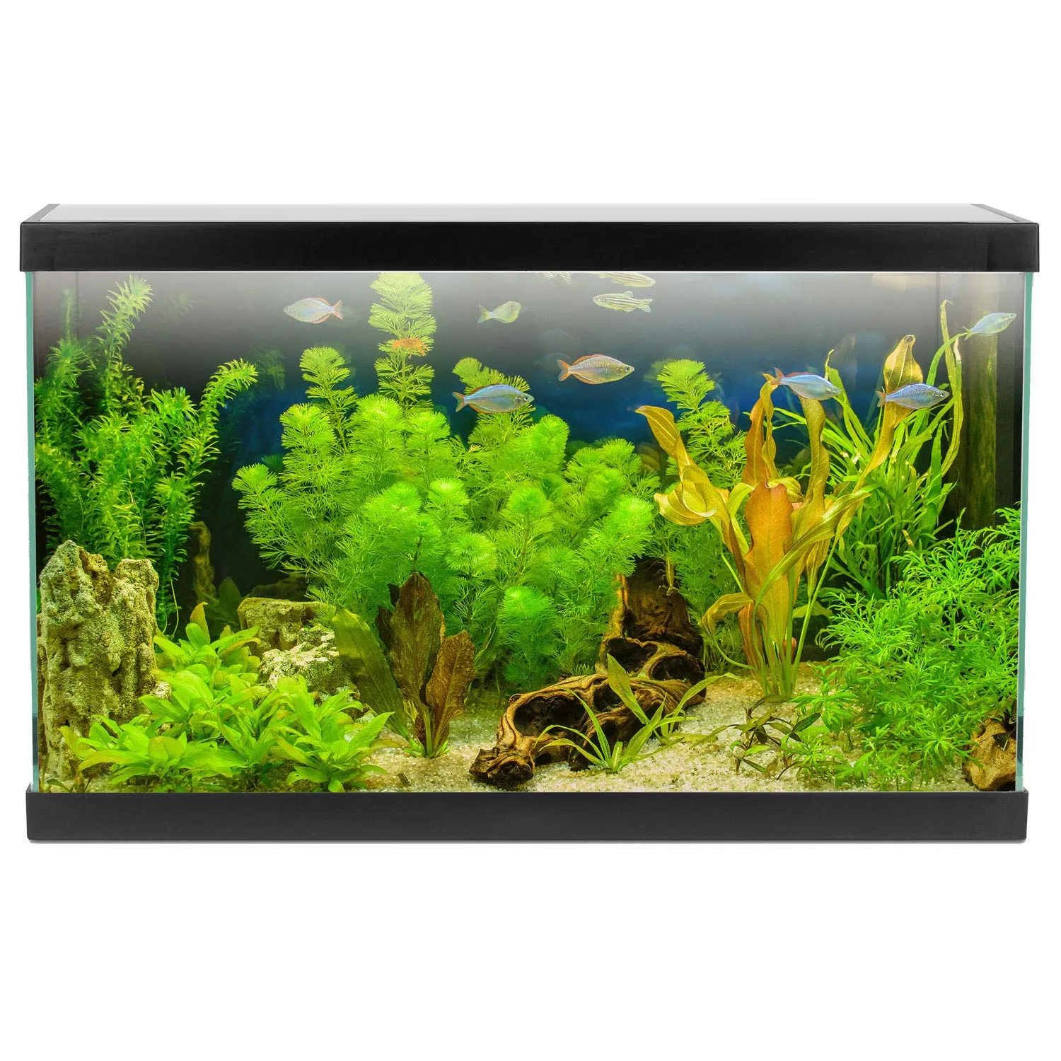 AQPET One Mini Acquario Completo 20 L con Accessori, 36x22x26 cm, Nero - immagine 2