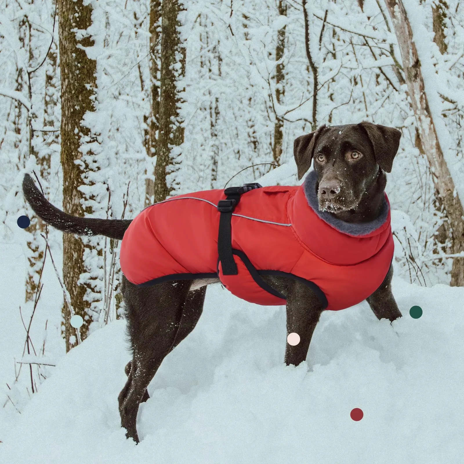 IECOii Cappotto per cani extra caldo - Giacca invernale riflettente regolabile con fibbia e collo alto per cani da piccola a molto grande - immagine 6