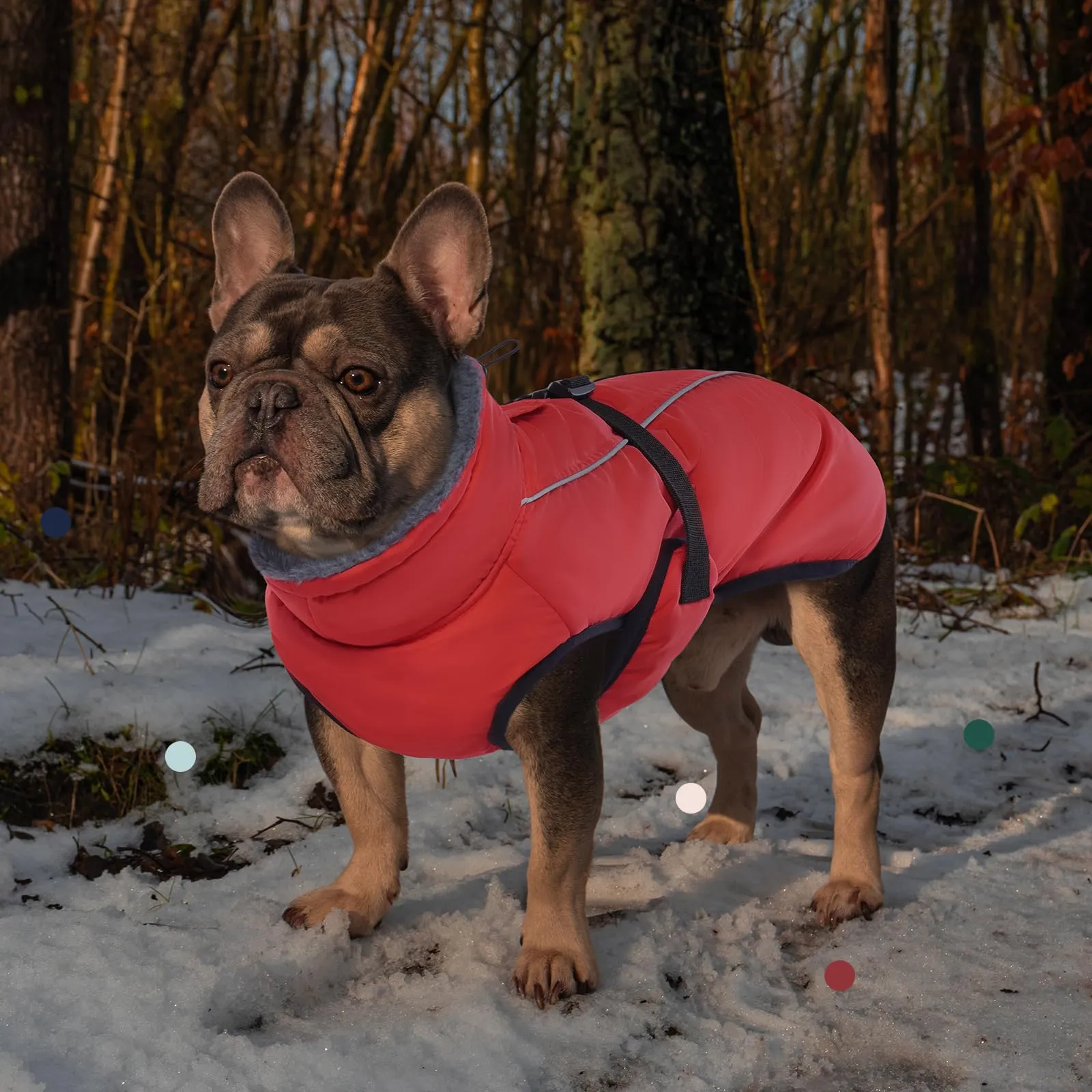 IECOii Cappotto per cani extra caldo - Giacca invernale riflettente regolabile con fibbia e collo alto per cani da piccola a molto grande - immagine 7