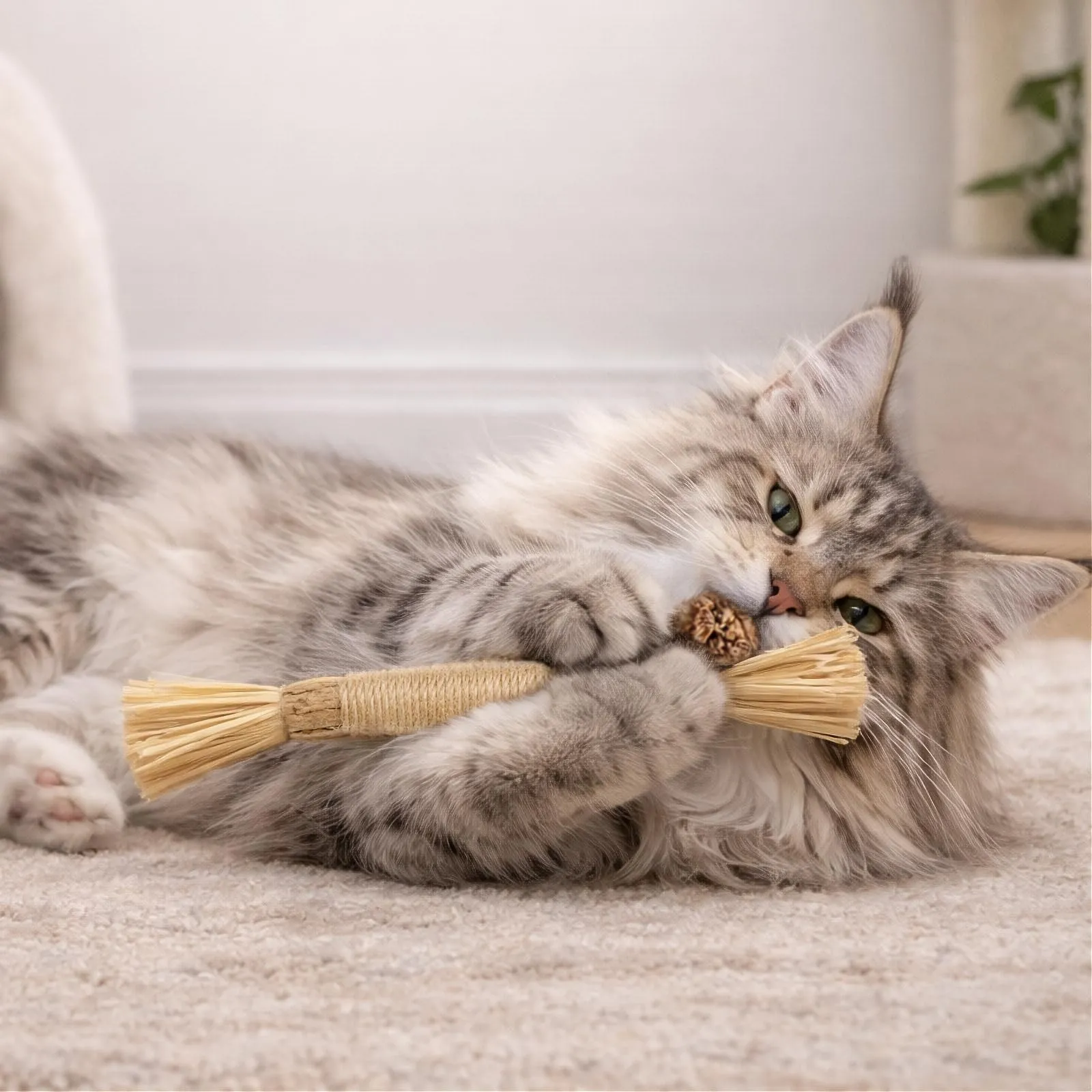 YISCOKO 3PCS Bastoncini di Silvervine da masticare per gatti, giocattoli con catnip per la pulizia dei denti, giocattoli per gatti d'interno e gattini per la dentizione e lo stress, regali di Natale e - immagine 5