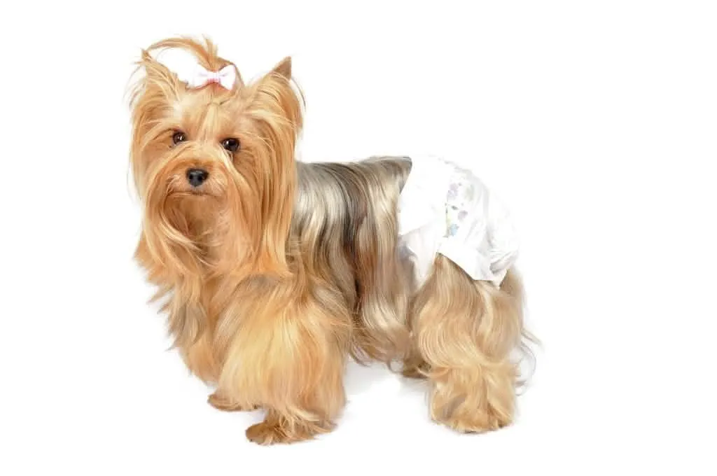 CAMON CANE PANNOLINI MUTANDINA TG. XS 15/25 CM CF. (12 PZ) - immagine 1