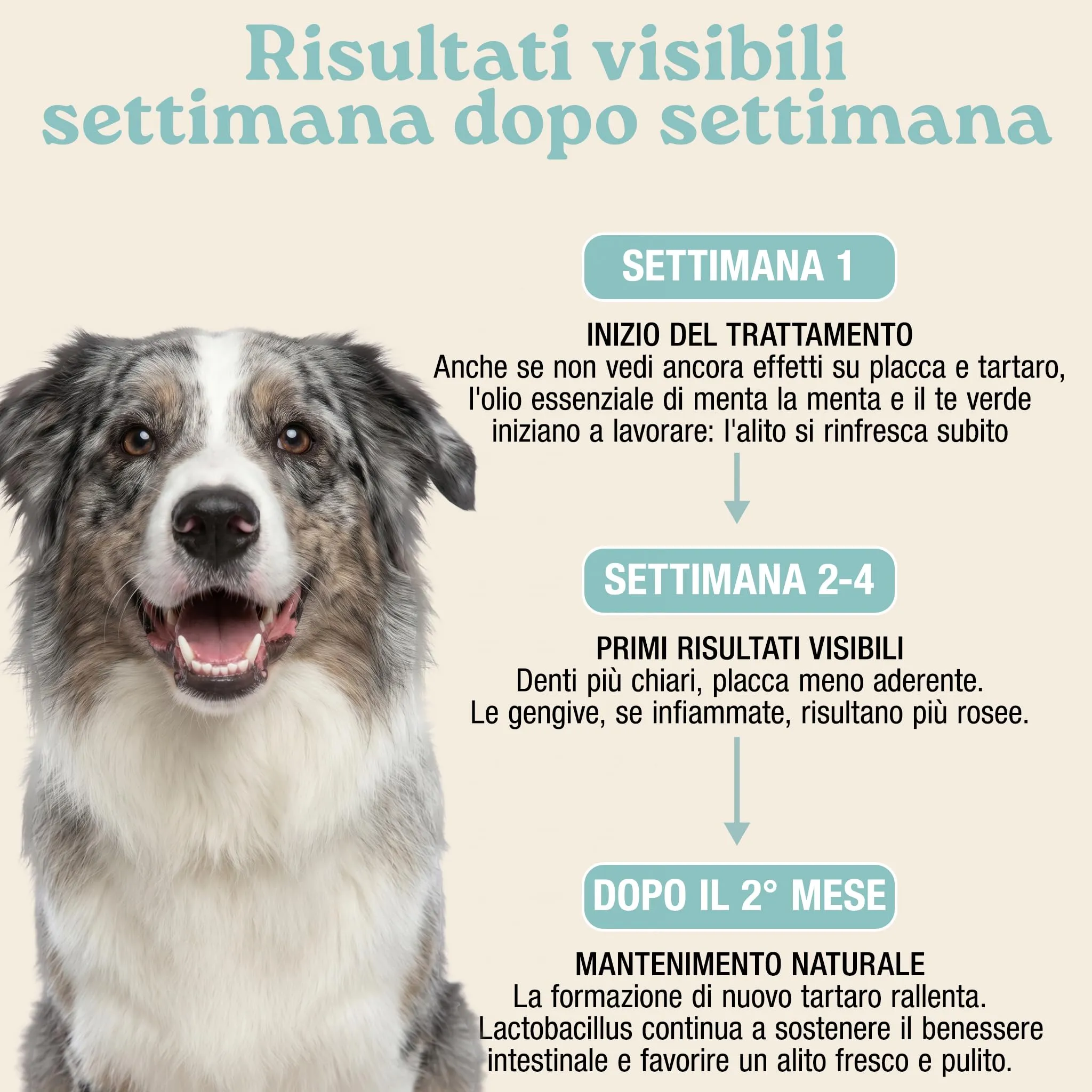 Placca Tartaro e Alito Fresco Cane | Pulizia Denti Cane | Polvere da 150g - immagine 5