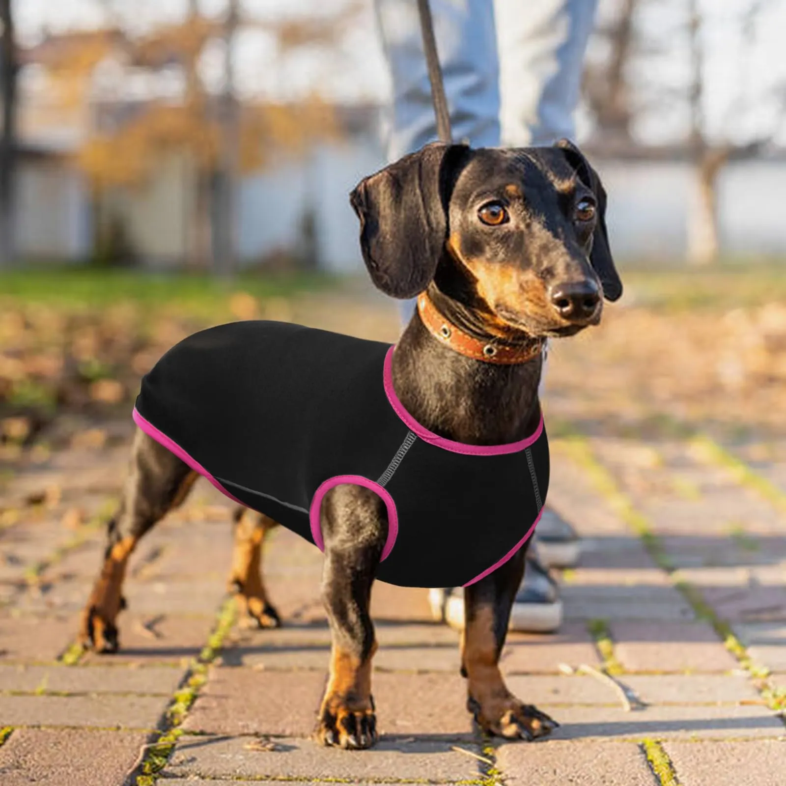 Hjyokuso Maglione per Bassotto, Maglioncino Taglia Piccola, Felpa, Maglietta, Gilet, Vestiti per Cani - immagine 6
