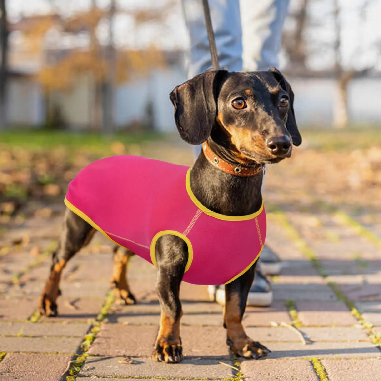 Hjyokuso Maglione Per Cane Bassotto, Maglioncino Cane Taglia Piccola, Maglietta Per Cani, Felpa Cane Piccola Taglia, Maglietta Cane, Maglietta Per Bassotto, Vestiti Per Bassotti, Gilet Per Bassotto - immagine 7