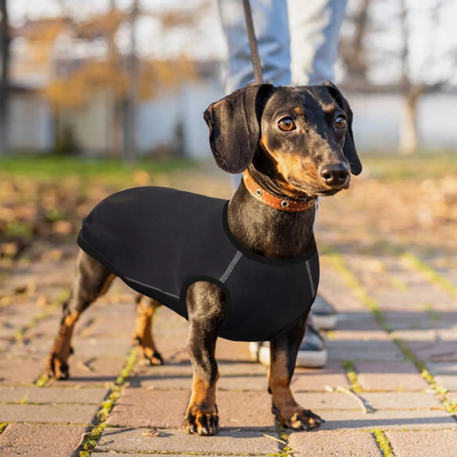 Hjyokuso Maglione Per Cane Bassotto, Maglietta Per Cani Morbida e Calda, Ideale per Casa o Passeggio - Grigio, L - immagine 7