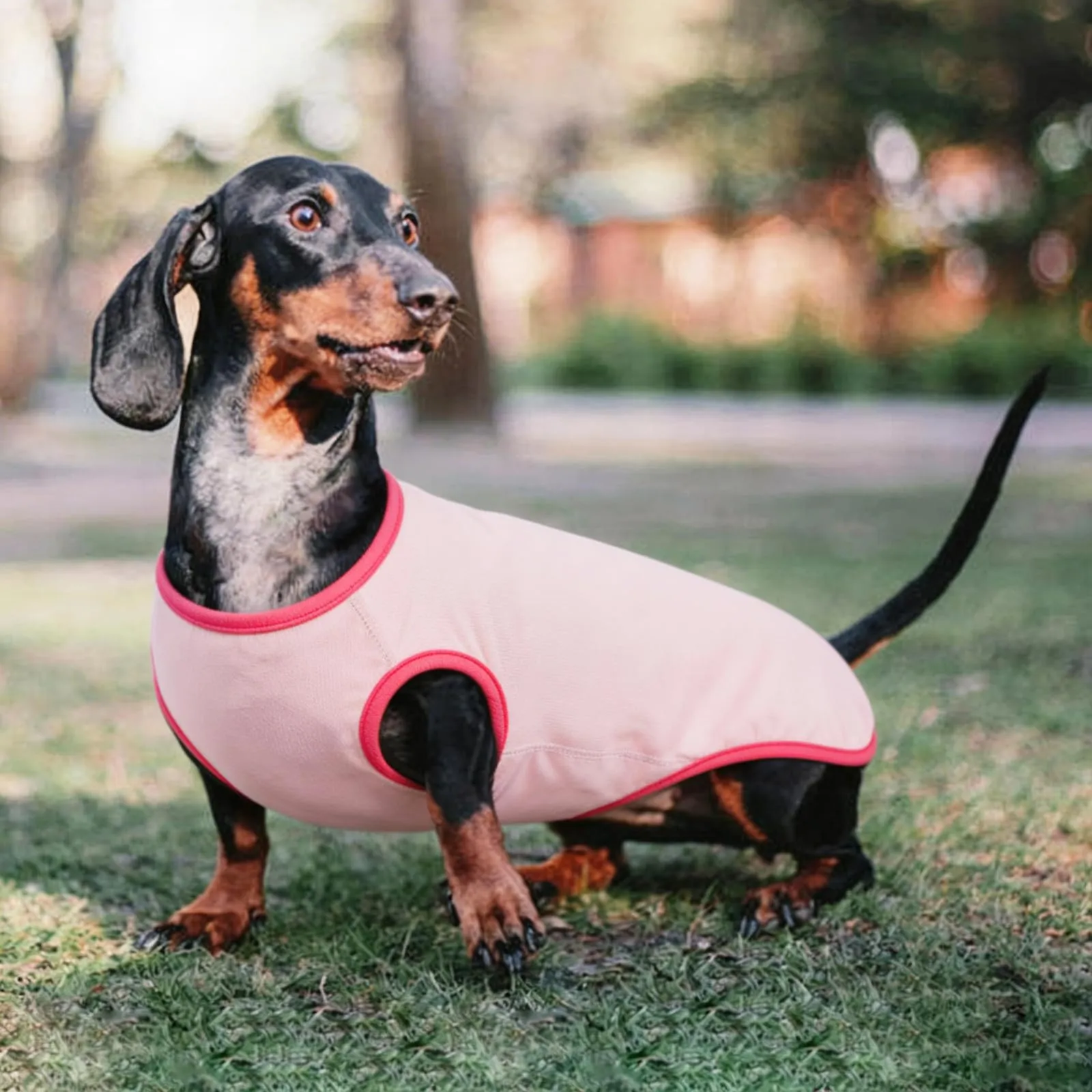 Hjyokuso Maglione per Bassotto per Cani Piccoli Taglia S - Maglione Leggero in Pile, Maglietta Elasticizzata per Mini-Bassotto Primavera, Estate, Autunno, Inverno - immagine 6