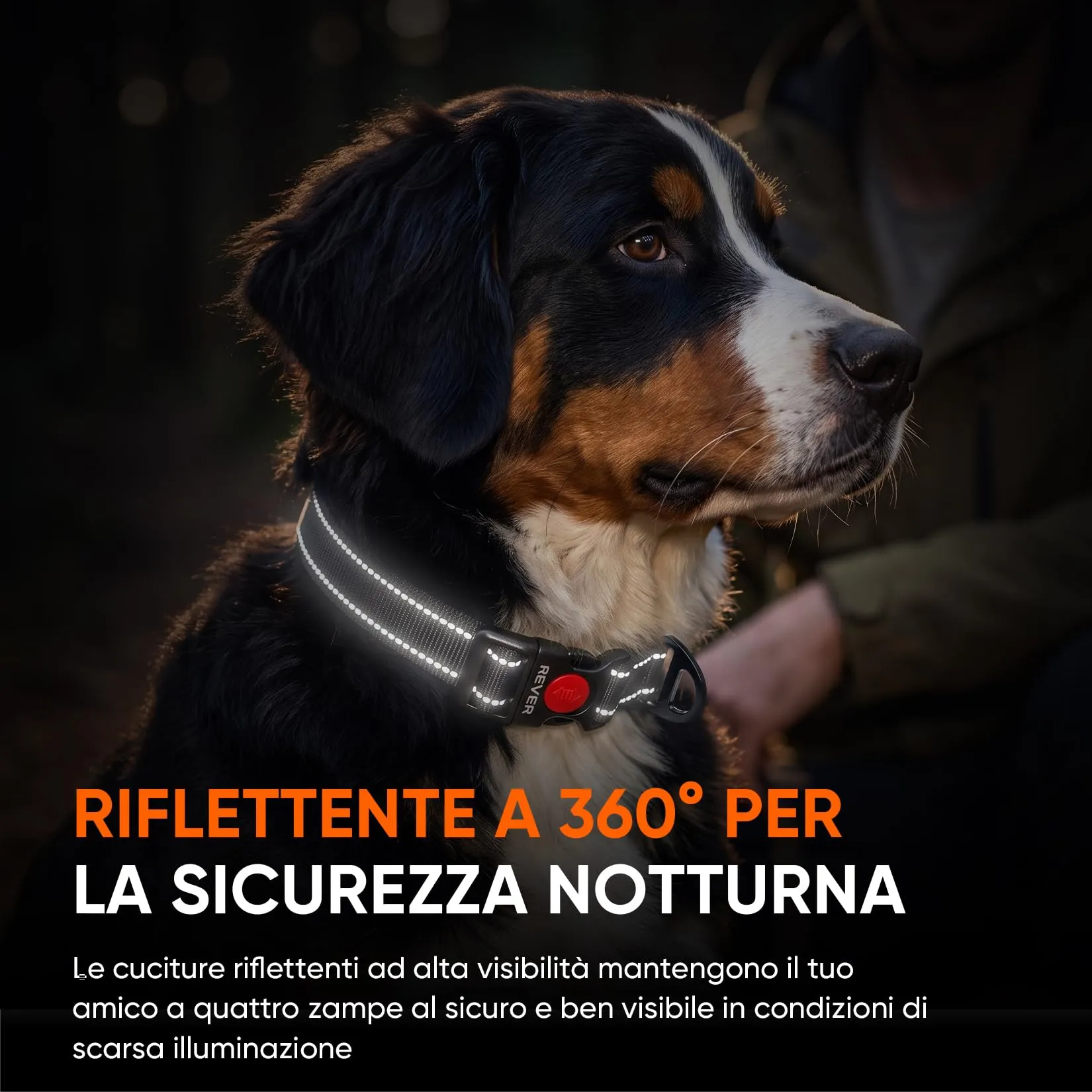 REVER Collare Cane Riflettente, Nylon Resistente, Neoprene Morbido - immagine 5