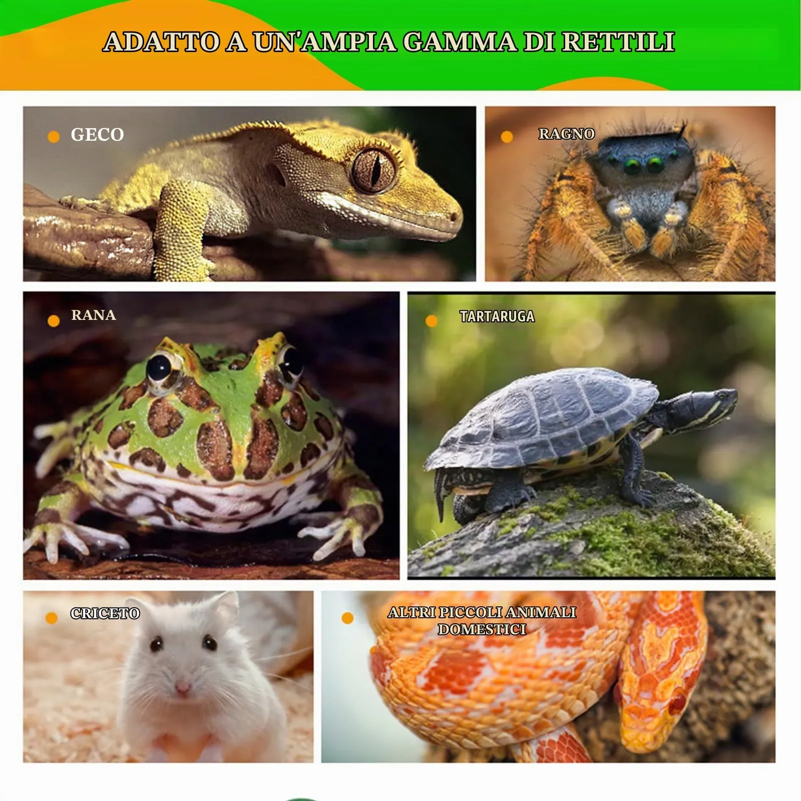 MaNeaz 2 Pezzi Ciotola Per Tartarughe Di Terra Abbeveratoio Per Tartarughe Di Terra Teca Per Rettili Bacino Idrico Del Bacino Alimentare Reptile Per Tartarughe Geco Serpente(K) - immagine 6