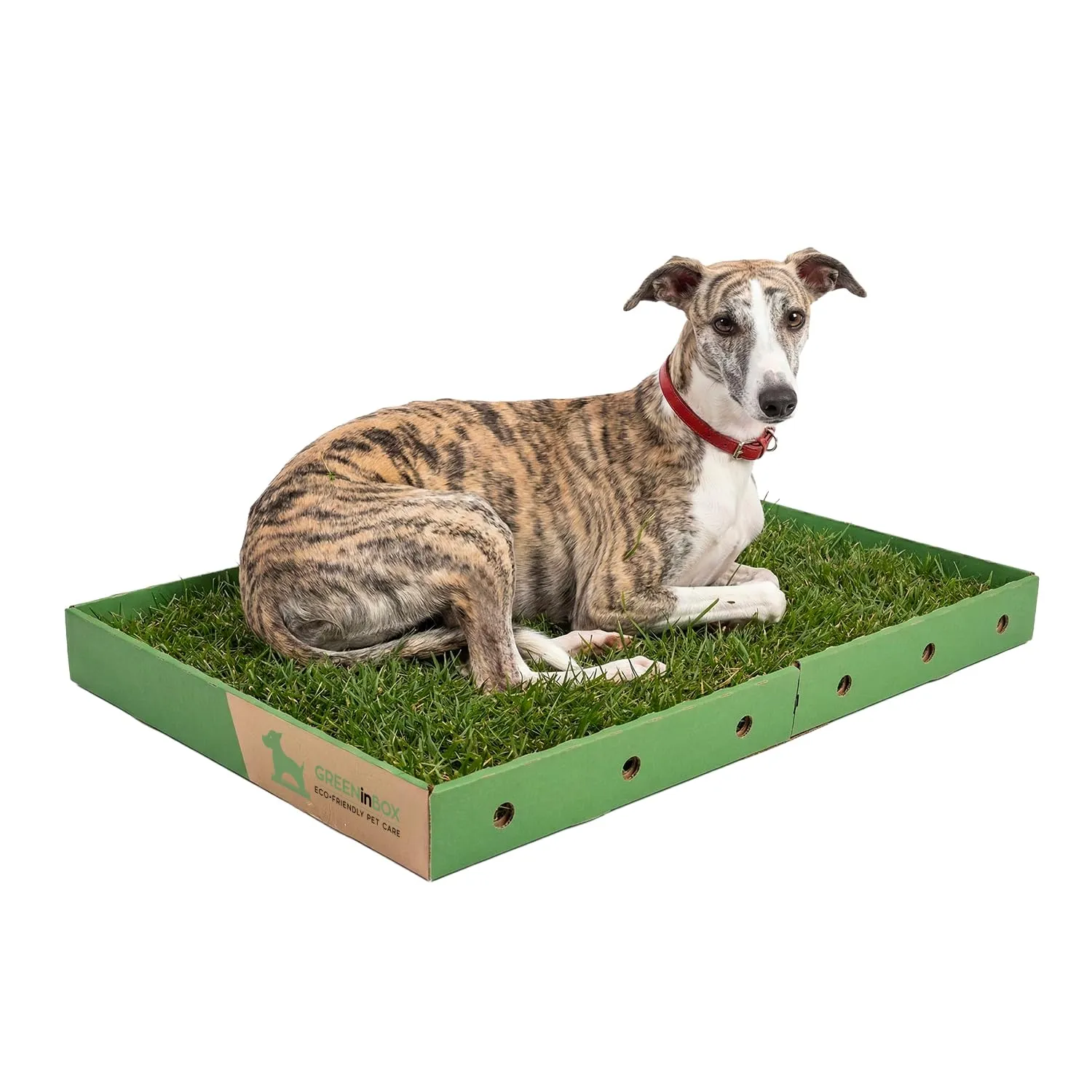 GreenInBox® XL Zolla in Vera Erba per Cani – Lettiera Naturale per Training Cucciolo e Cani in Appartamento, Taglia Grande 60x80 cm - immagine 3